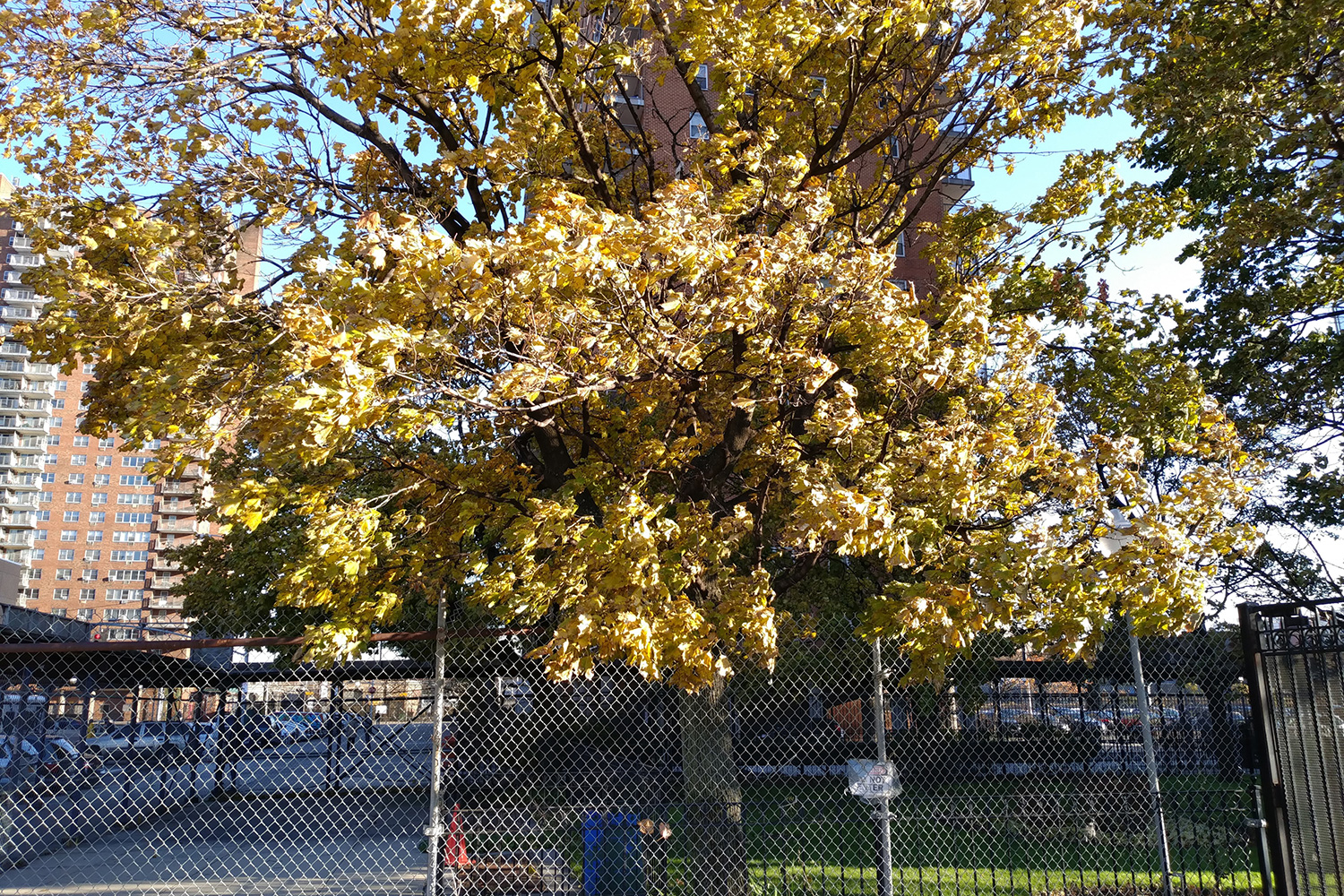 ZTE Axon M camera sample tree yellow