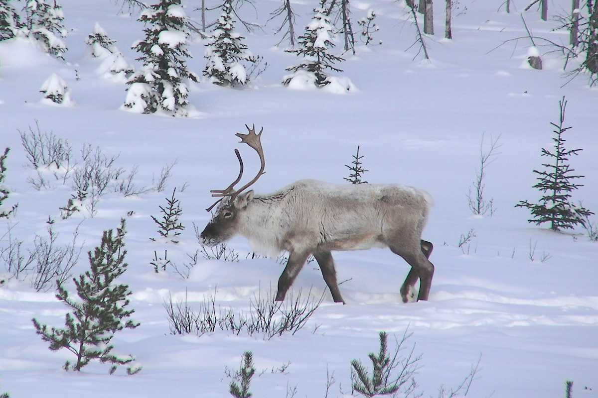 lapland reindeers tracking sensors reindeer