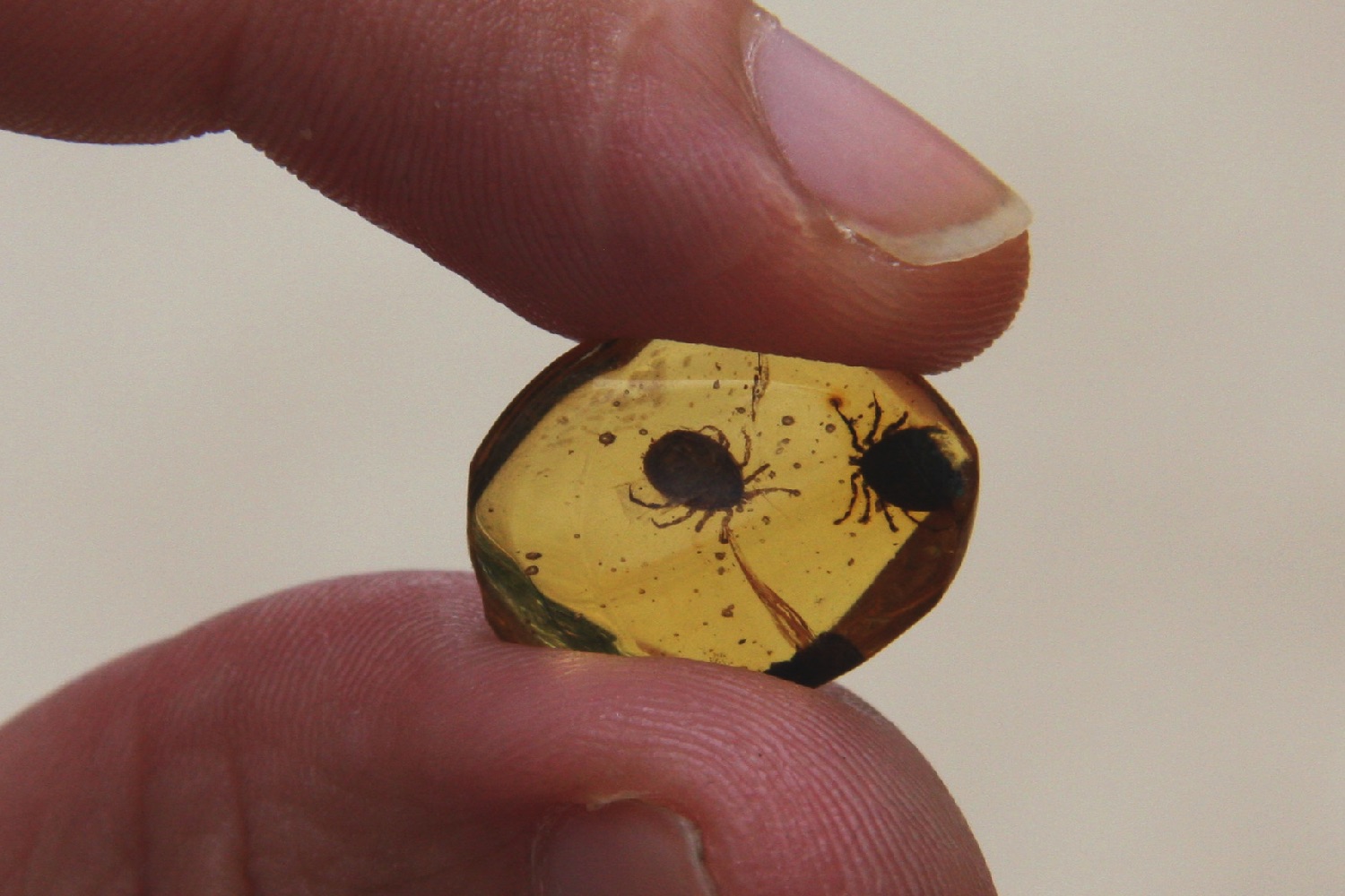 dinosaur amber ticks two of the new family deinocrotonidae in same piece from myanmar  photo e pe alver