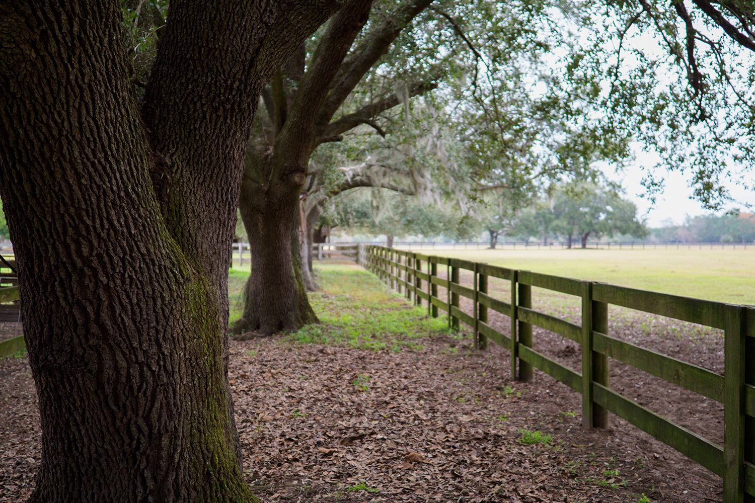 Olympus M.Zuiko 17mm F1.2 Pro sample fence