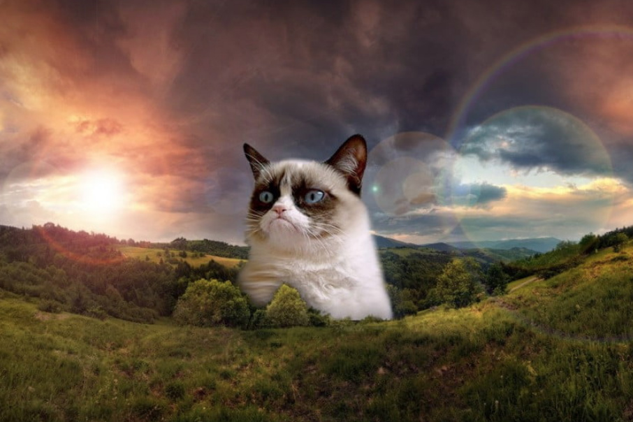 grumpy cat limited wins court battle