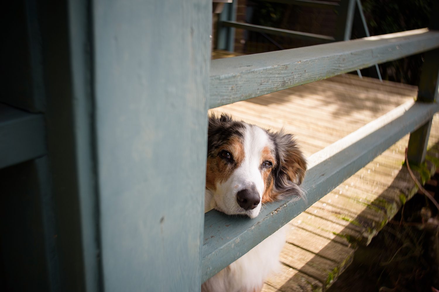 Lensbaby Burnside 35 review sample dog fence