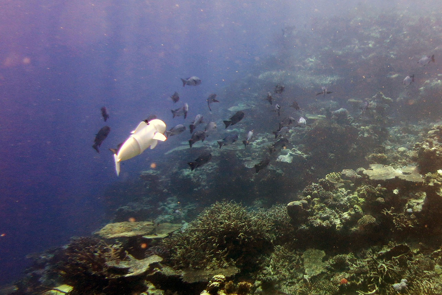 mit soft robotic fish sofi swimming with real fish2