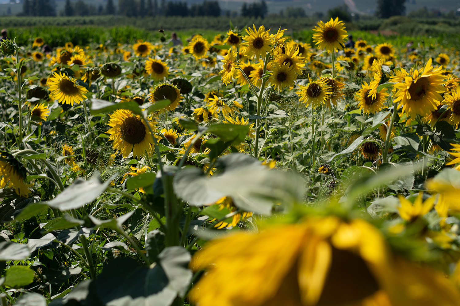 fujifilm x-t100 sample photo sunflower field