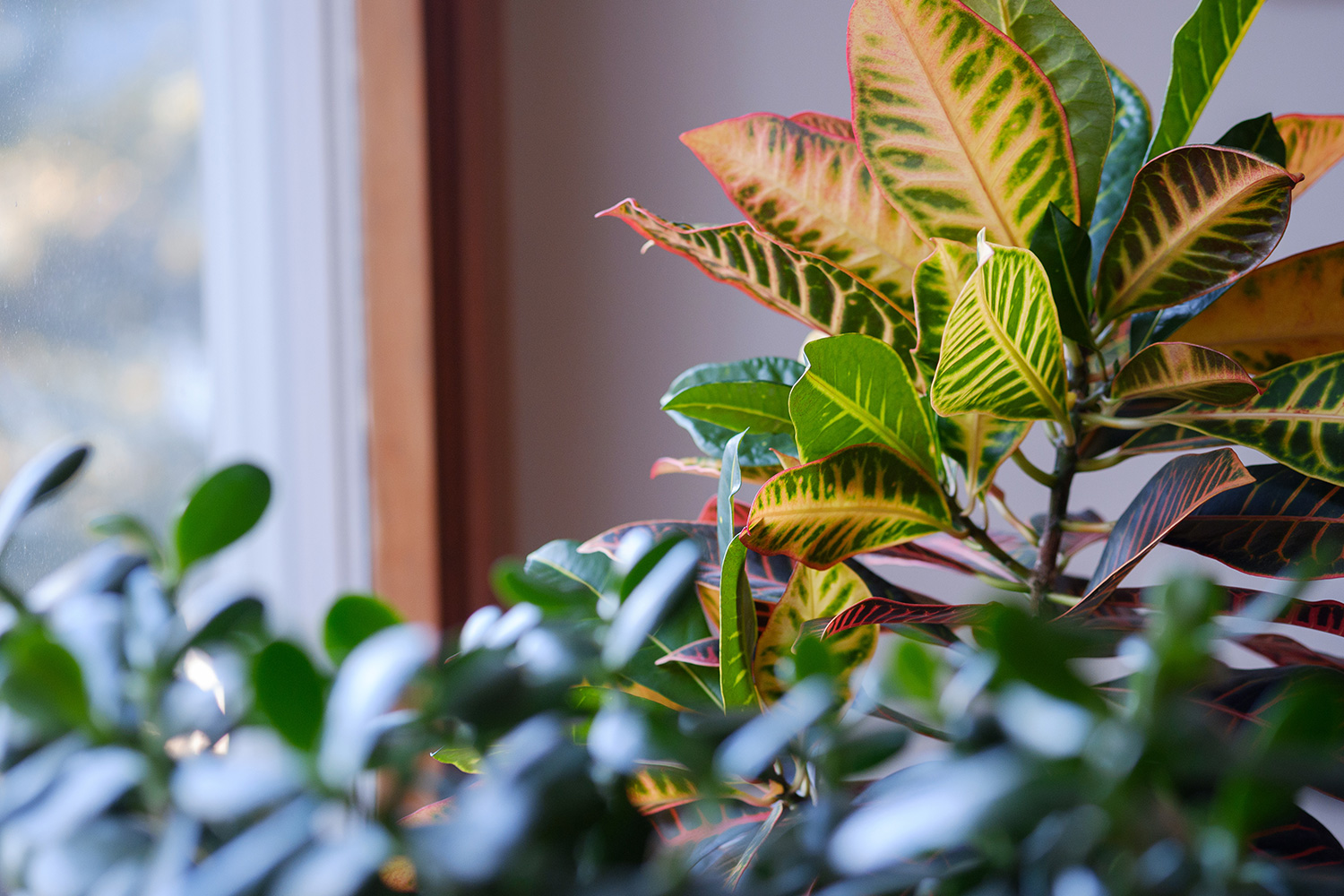 fujifilm x-t100 sample photo plant