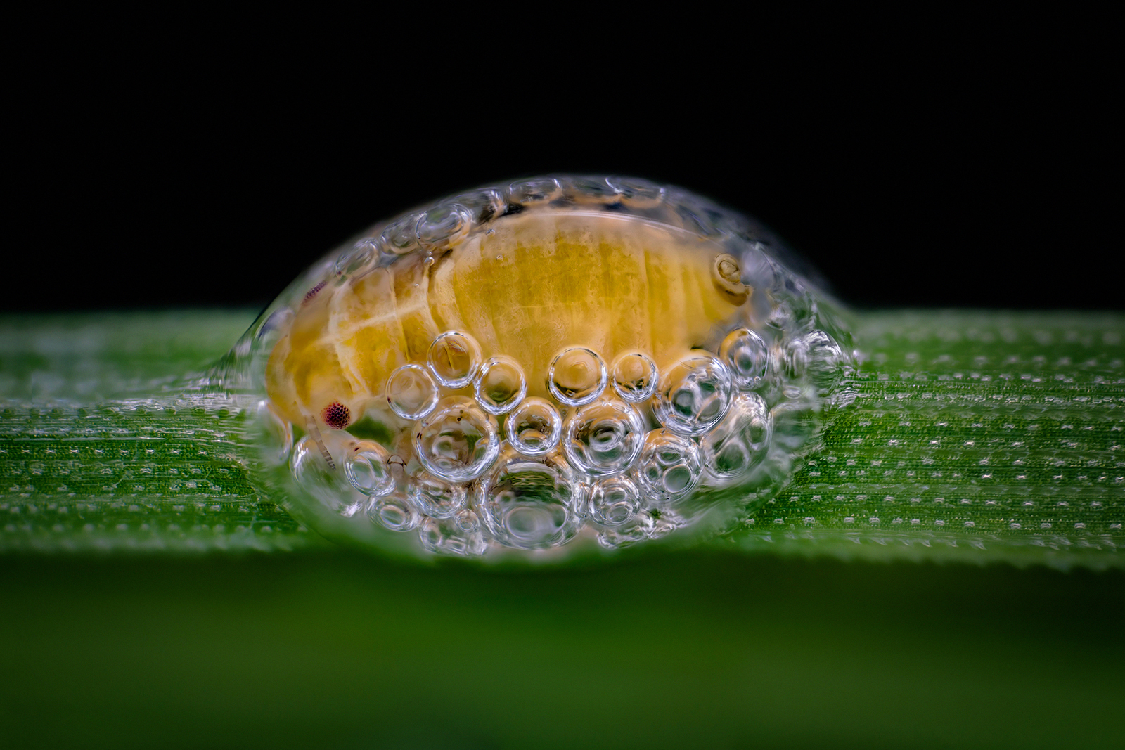 2018 nikon small world photo winners 3  spittlebug