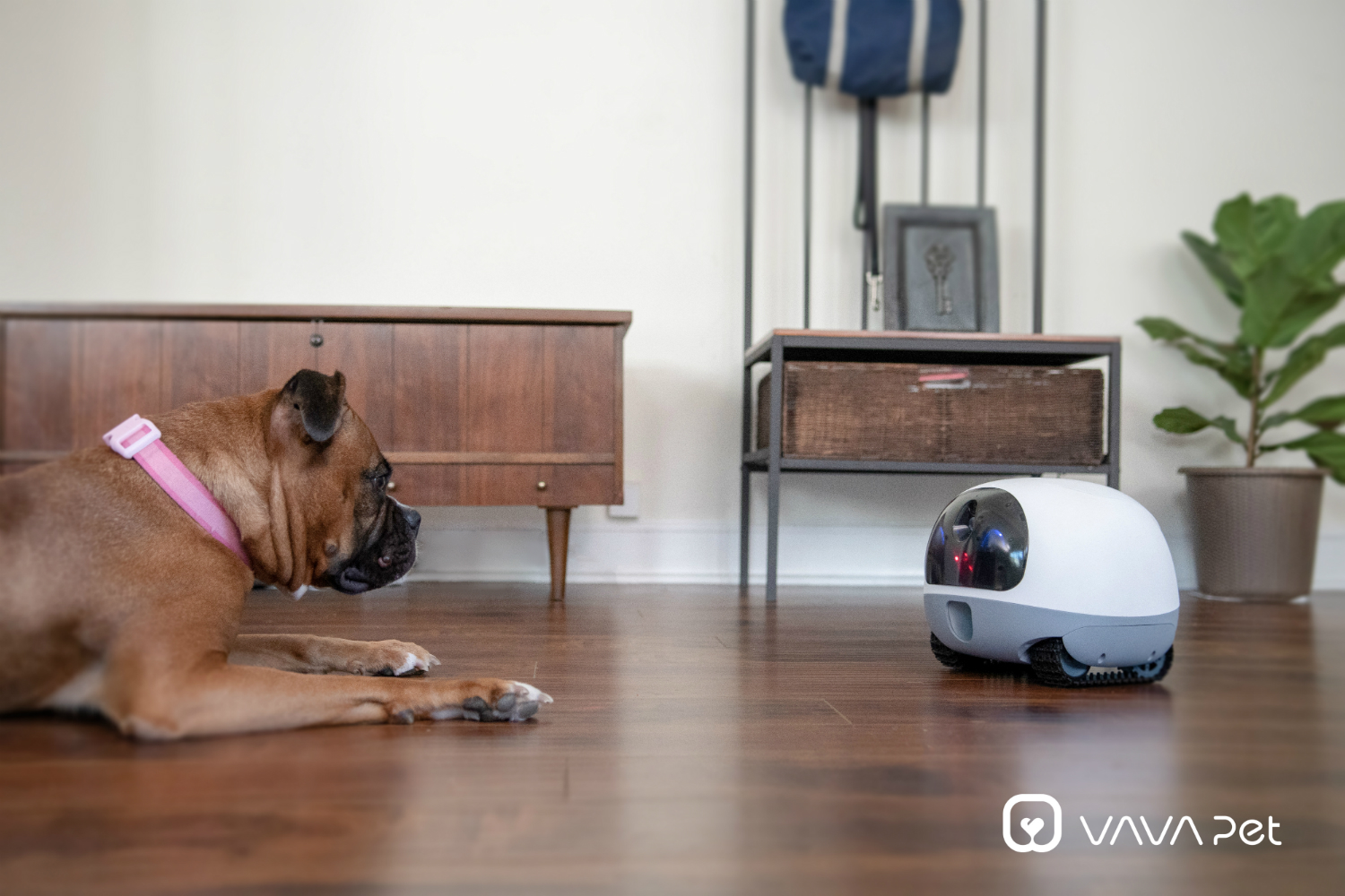 vava mobilepet camera mobile pet cam 00 dogcam