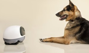 Dog with Vava's mobile pet cam.