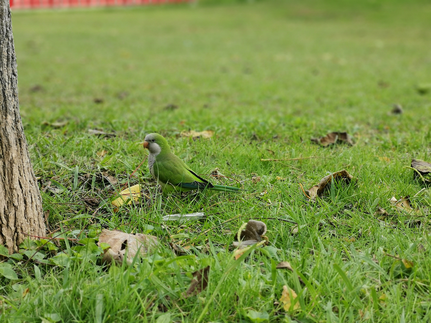 huawei mate 20 review photos birb