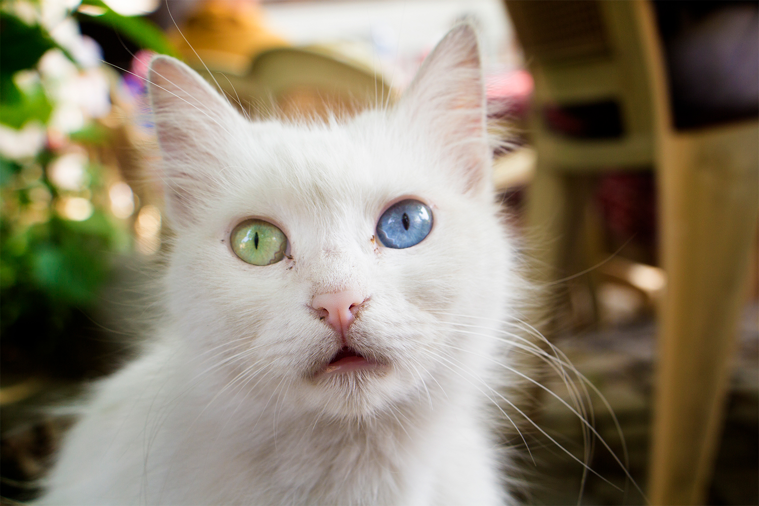 cat with heterochromia