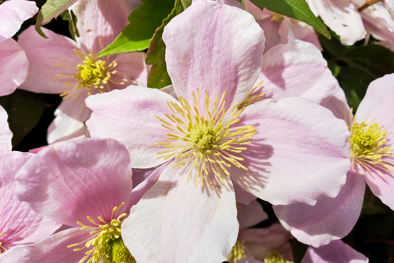 Pink Flowers