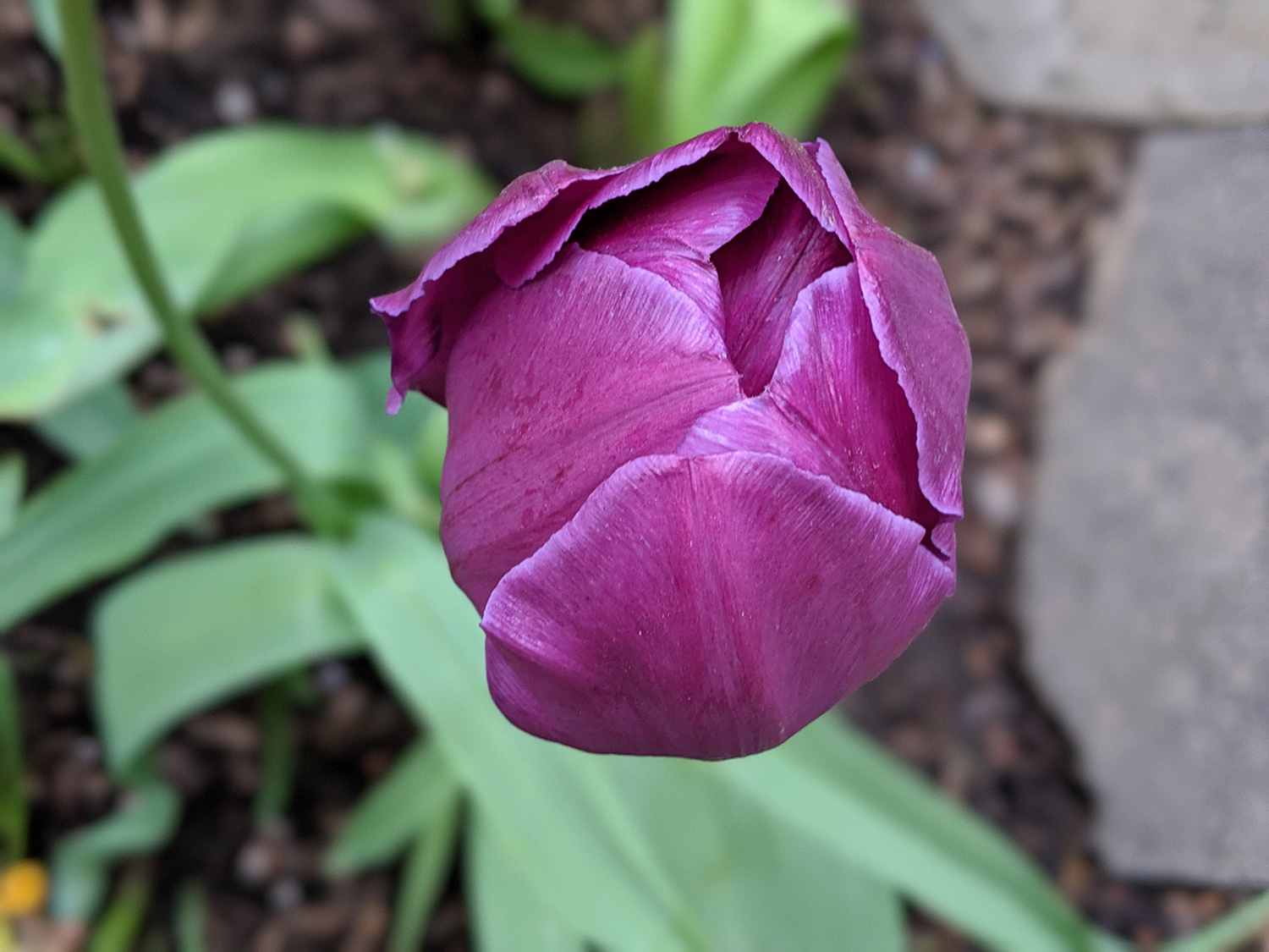 google pixel 3a review camera samples portrait 4