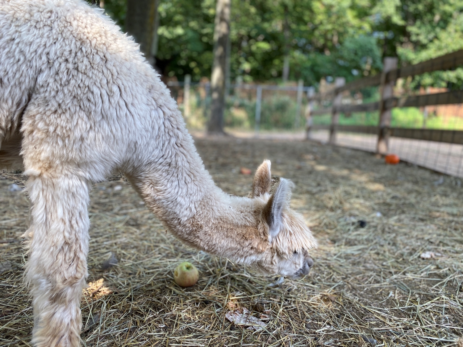 iphone 11 pro max review alpaca portrait mode