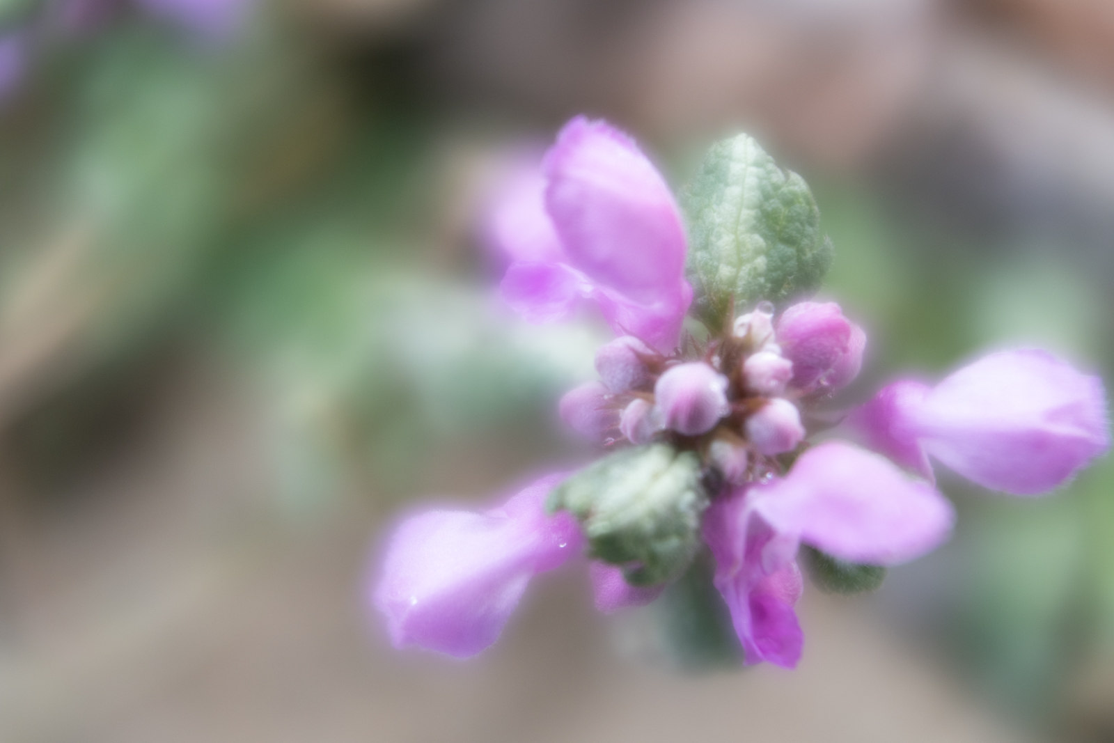 lensbaby velvet 28 review 11