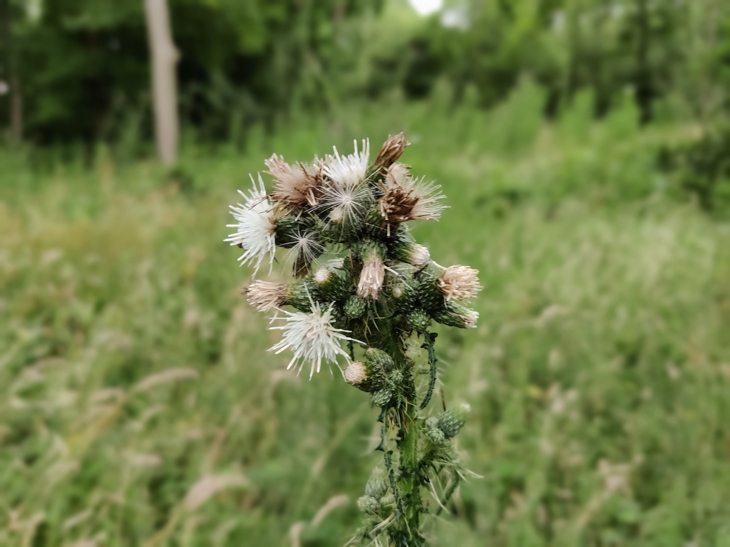 oneplus nord review bokeh plant