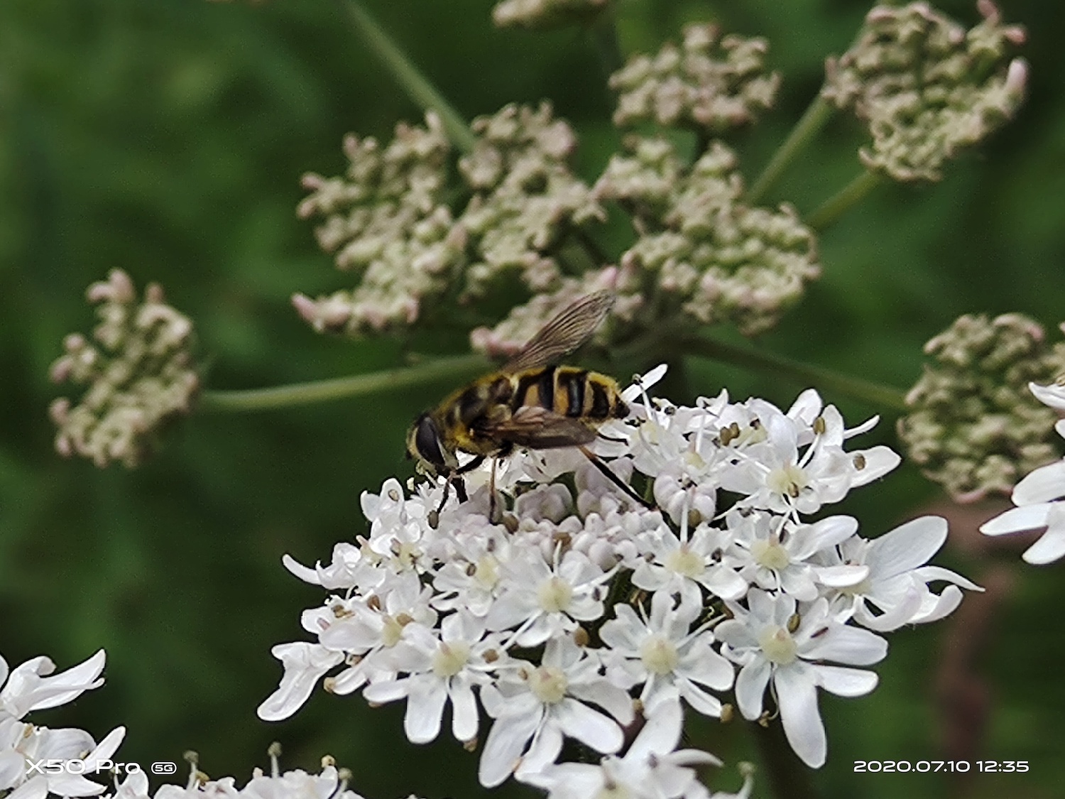 vivo x50 pro hands on review 5x zoom flower