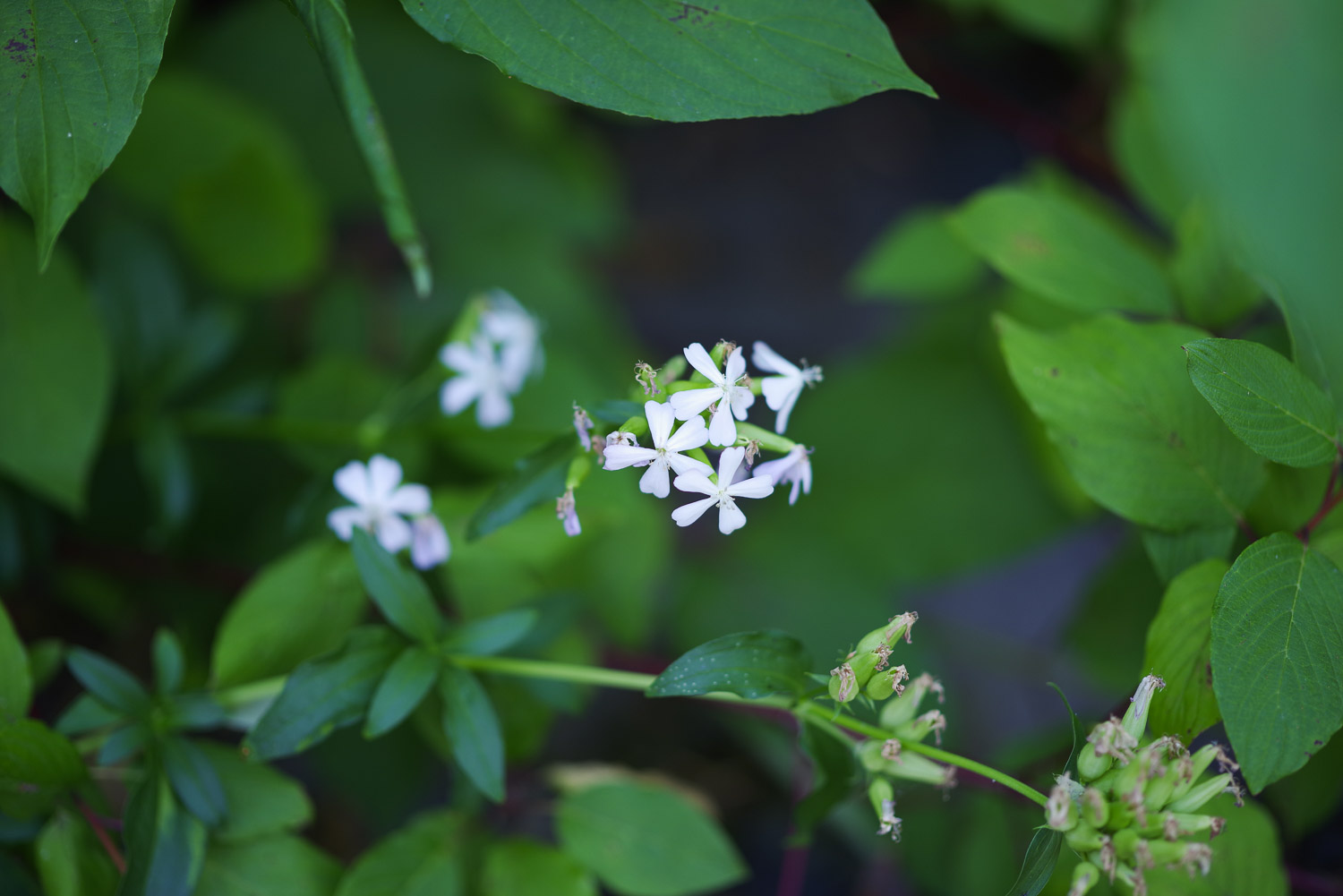 Close-up of flowers shot at f/1.4 on Pentax-D FA Star-series 85mm f/1.4 lens