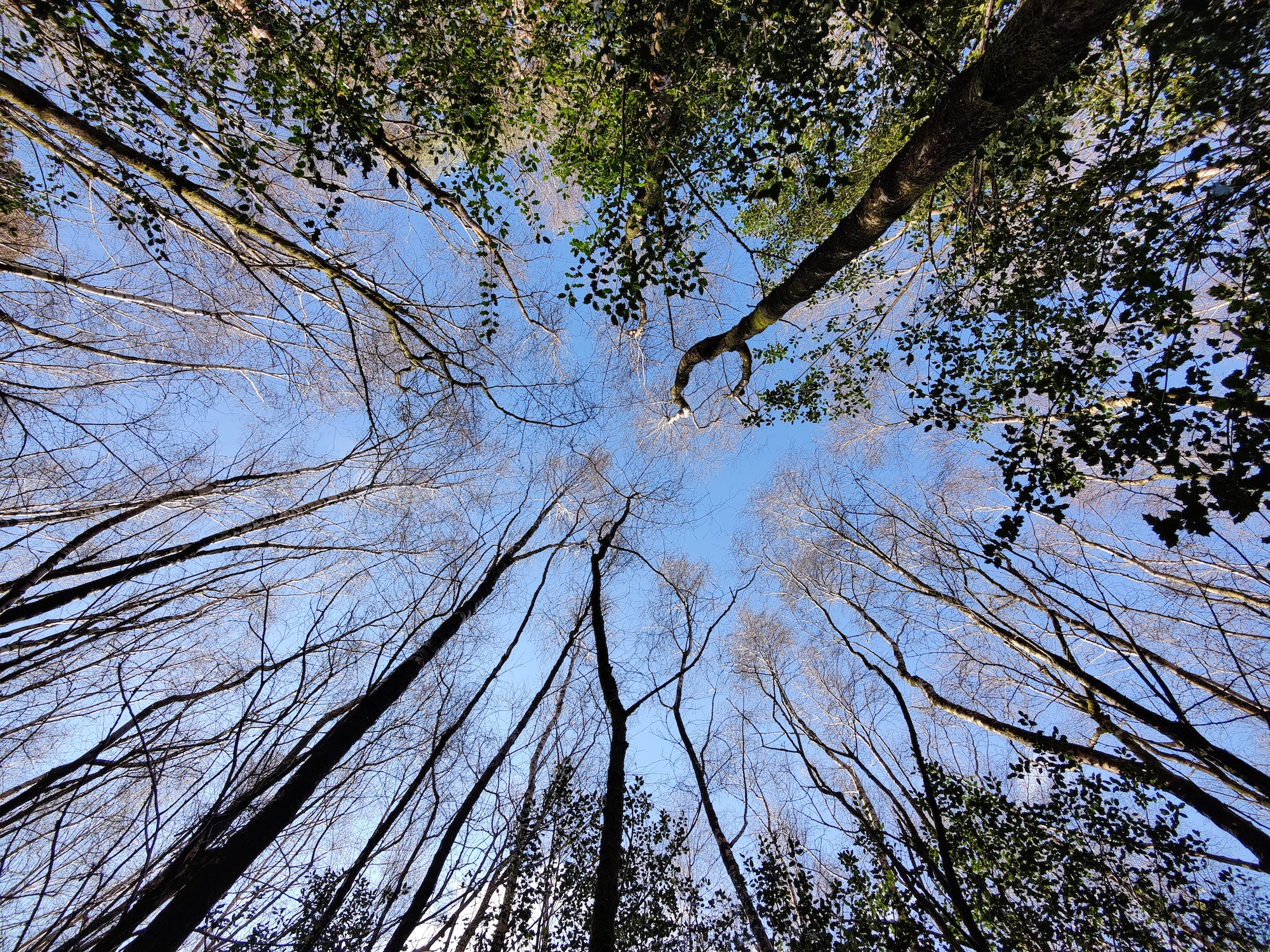 oneplus 9 pro review wide tree sky