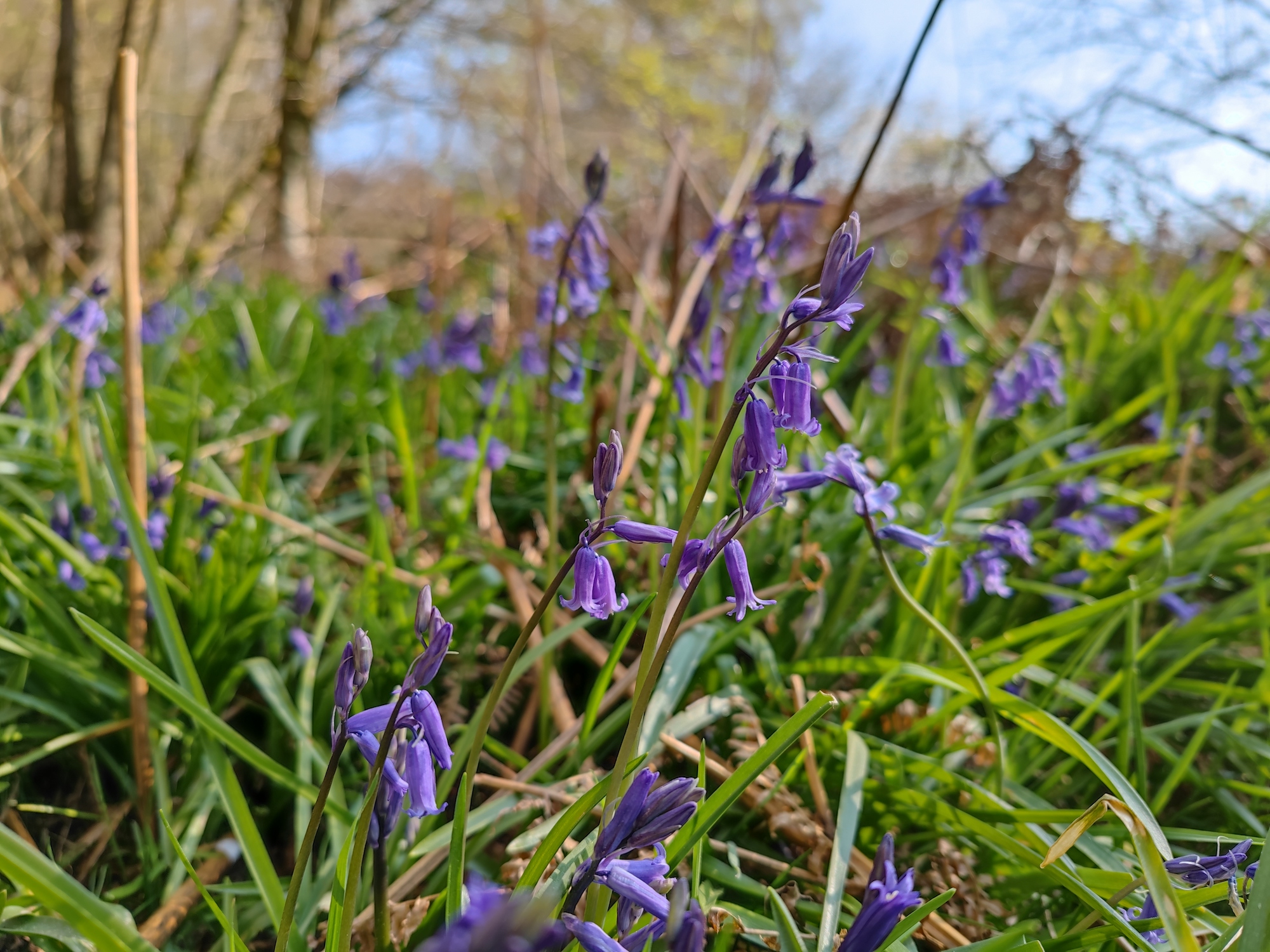 xiaomi mi 11 ultra review bokeh bluebells