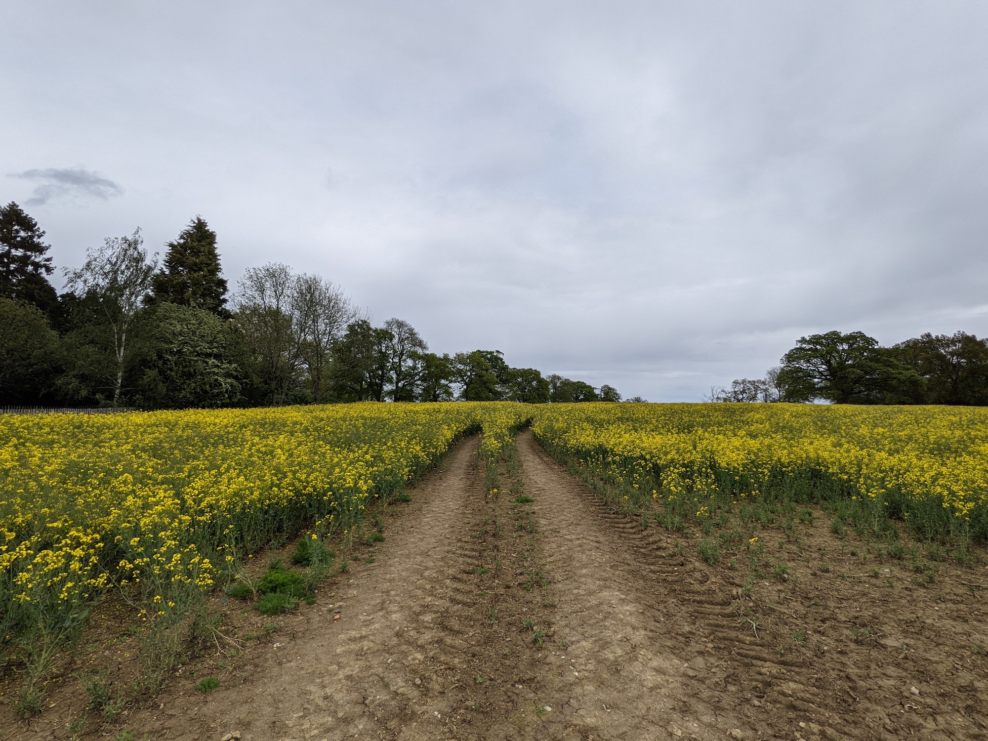 google pixel 5 six month update wide angle field