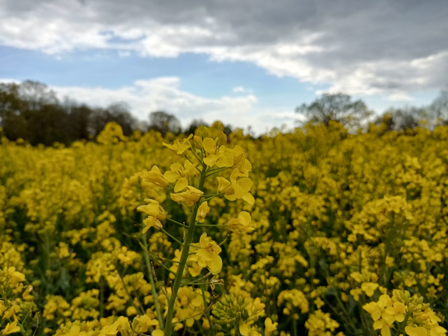 realme 8 5g hands on features price photos release date oilseed