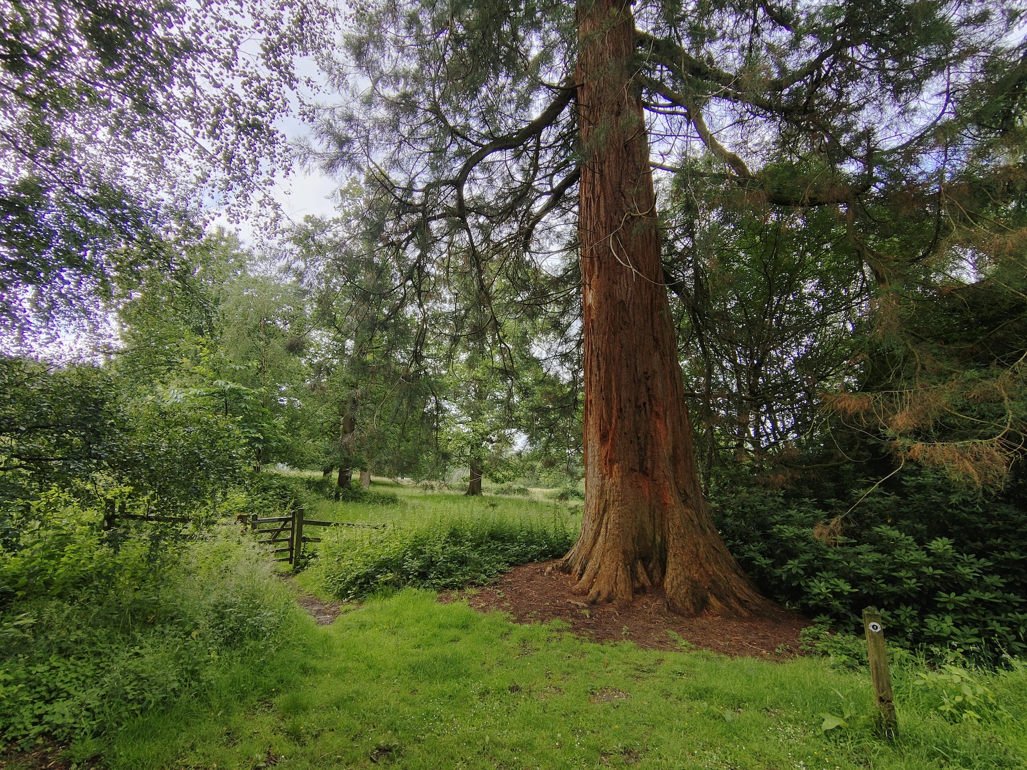 Wide angle photo of a tree scene taken with the TCL 20 Pro 5G.