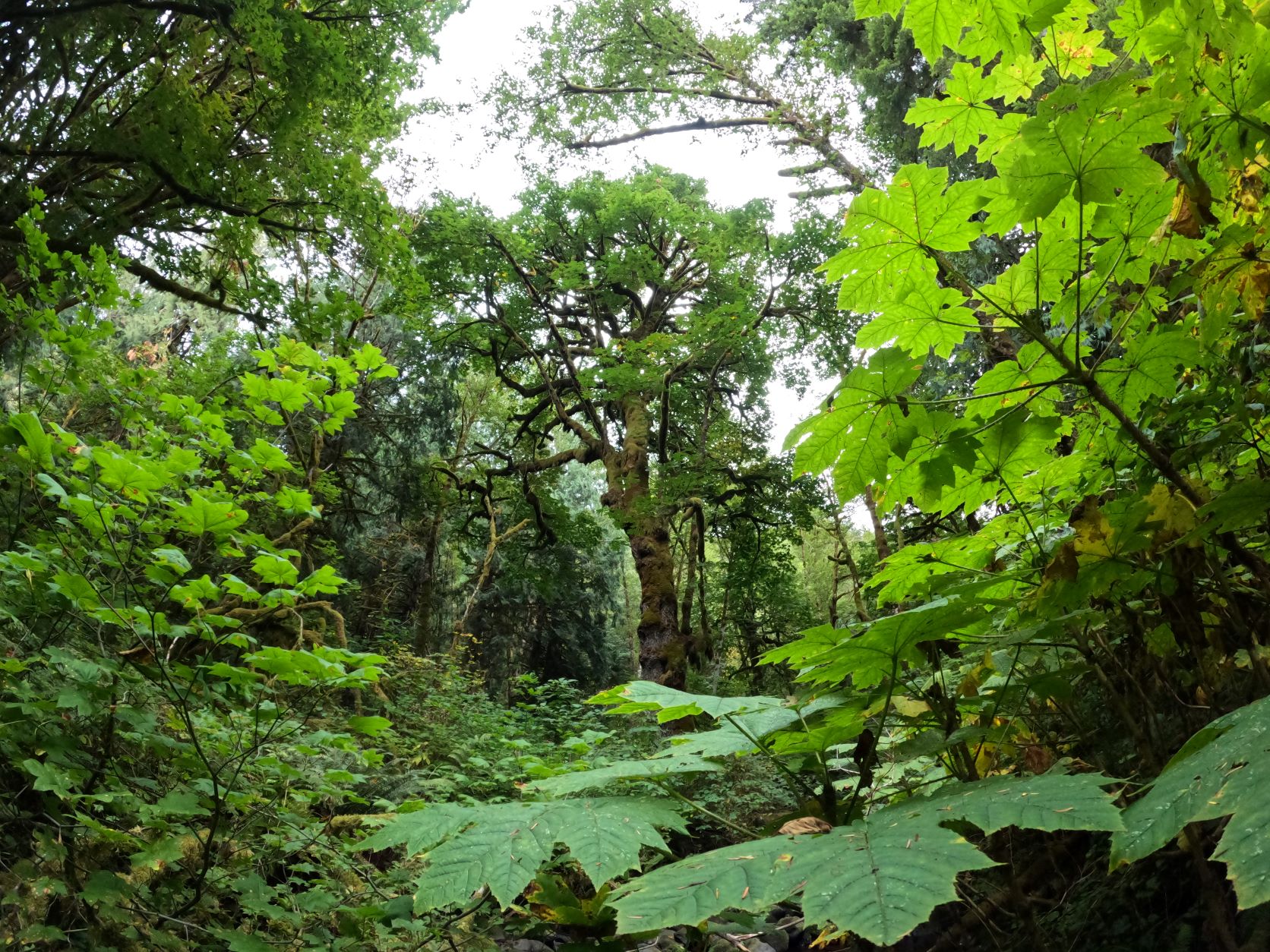 GoPro Hero 10 Sample Image Forest.