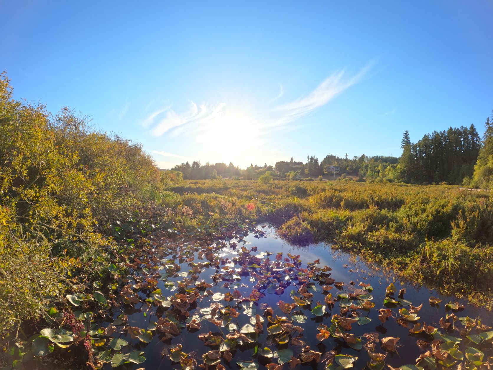 GoPro Hero 10 Sample Image Swamp.