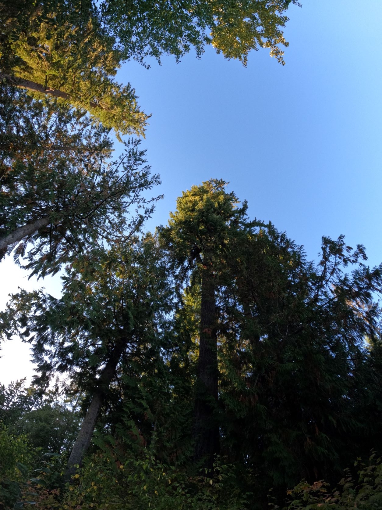 GoPro Hero 10 Sample Image Trees