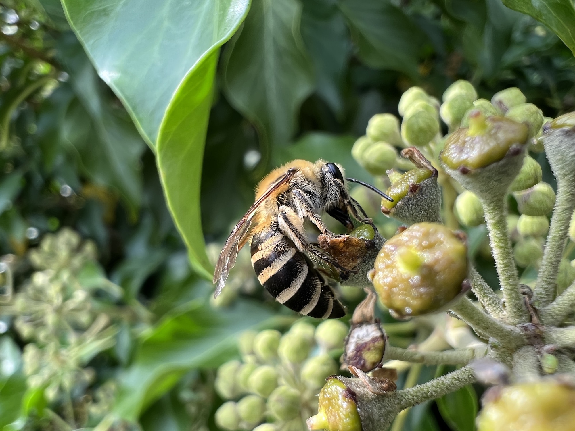 Macro photo of a bee taken with the iPhone 13 Pro.