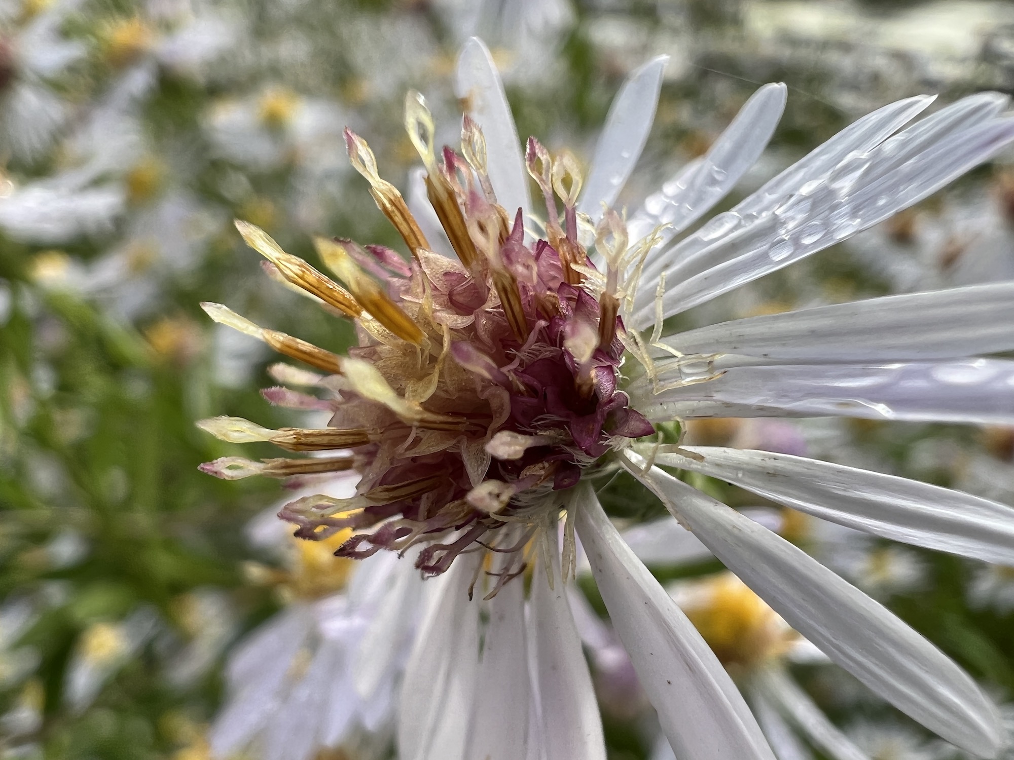 Close-up of a flower taken with the iPhone 13 Pro.