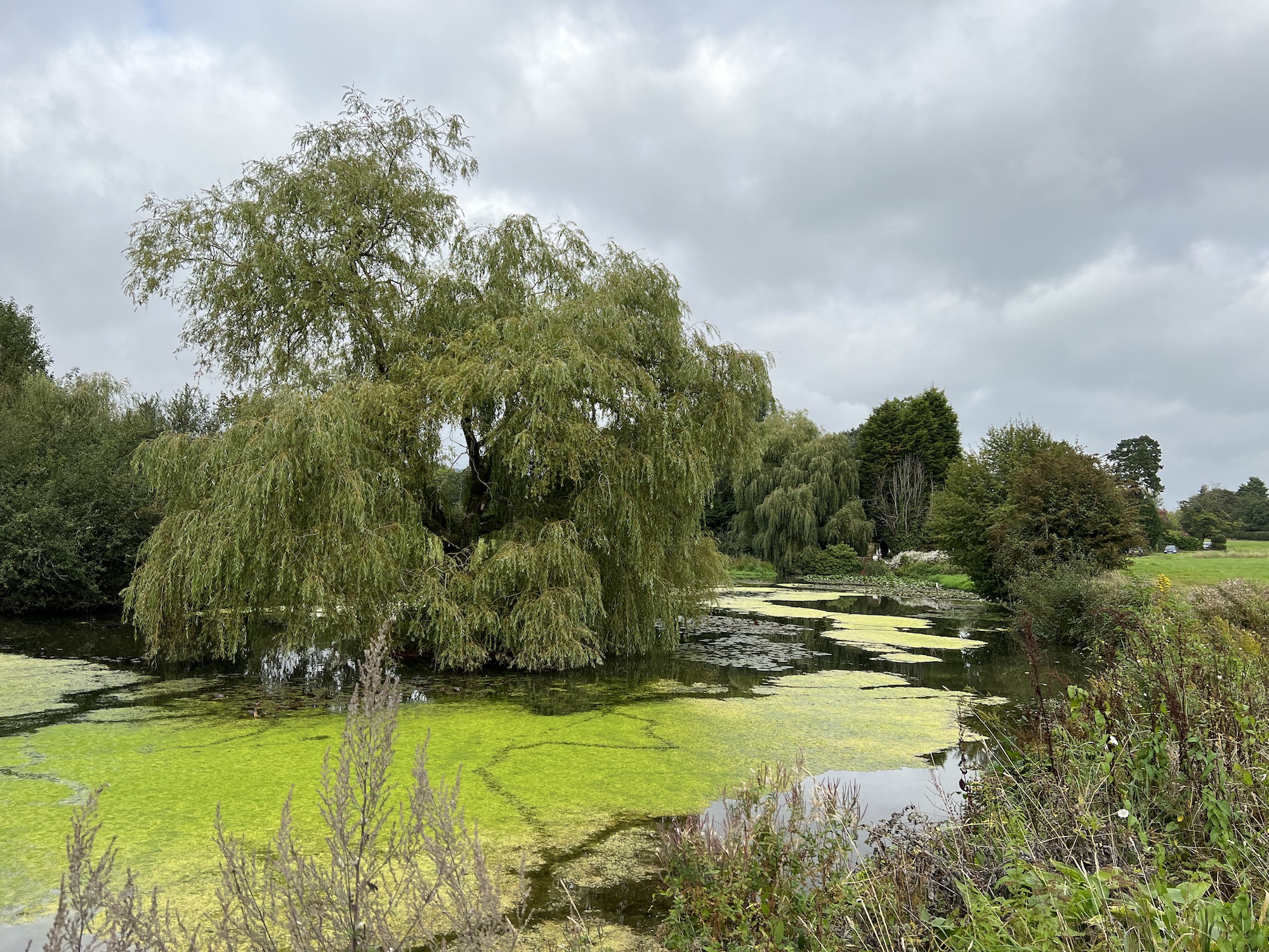 Photo of a pond taken with the iPhone 13 Pro.