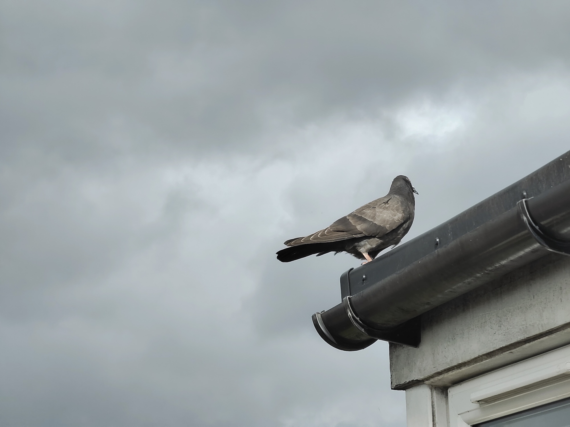 Photo of a bird taken with the Vivo X70 Pro+.