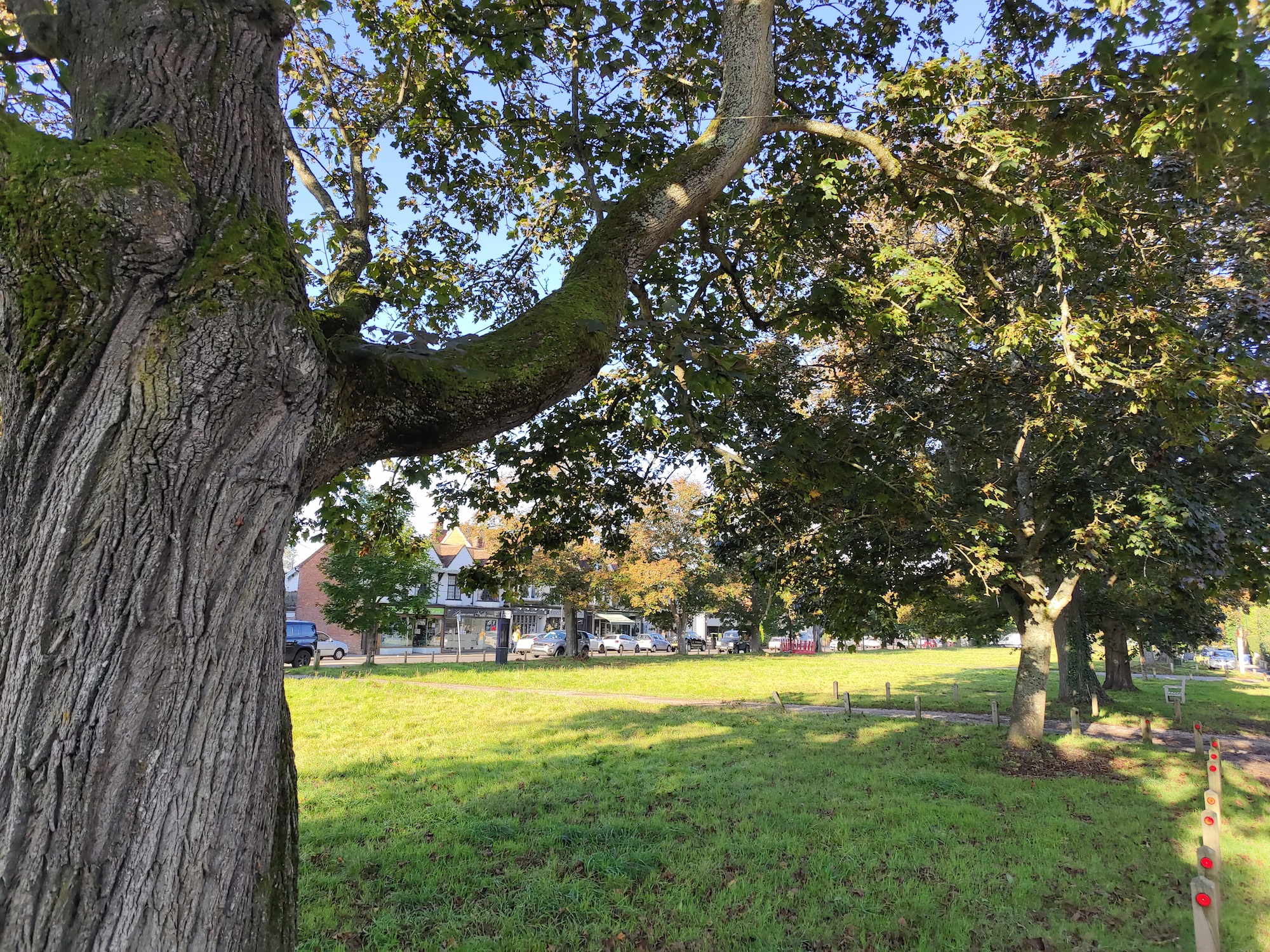 Photo of trees taken with the Vivo X70 Pro+.