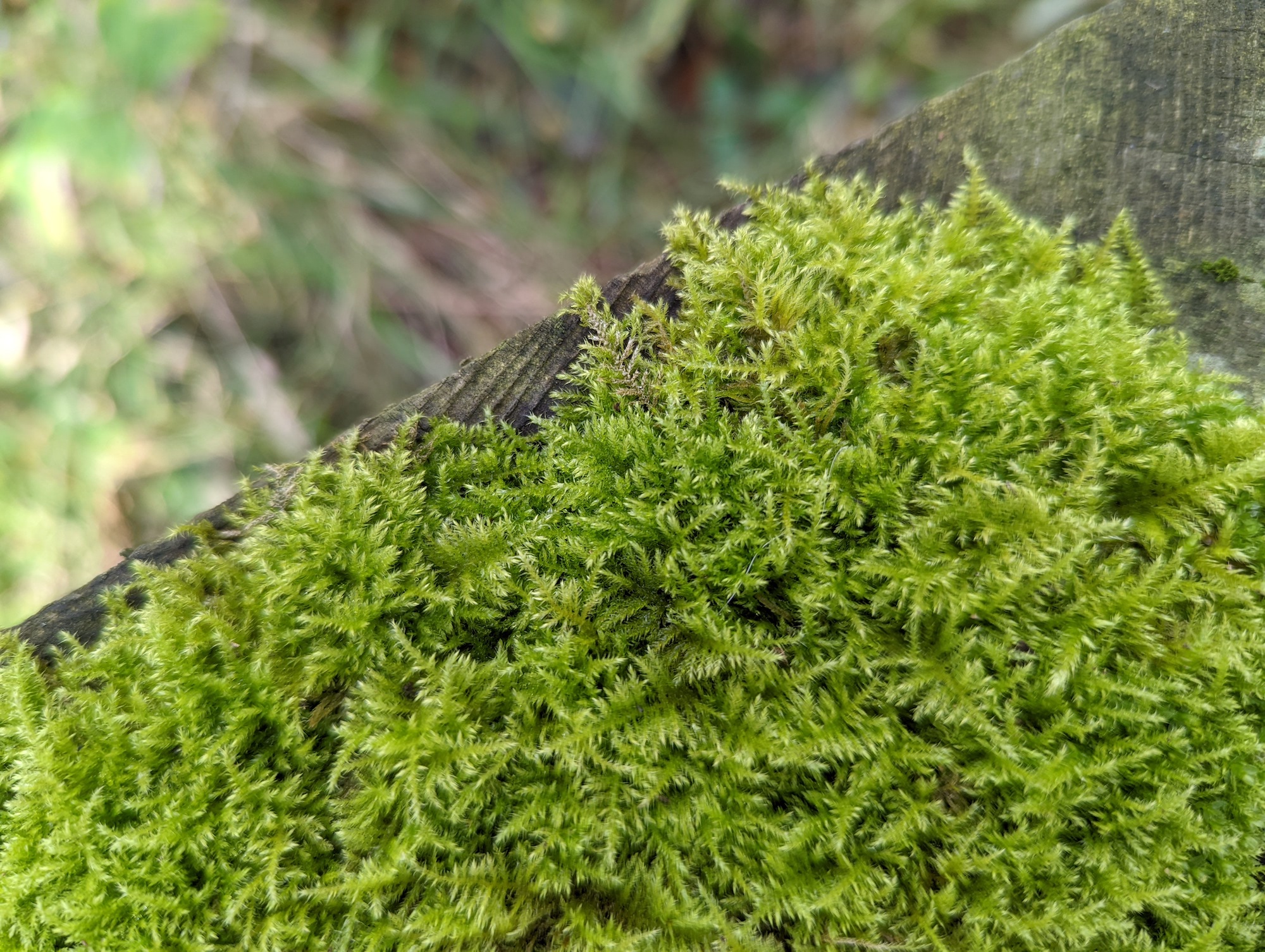 Pixel 6 photo of moss.