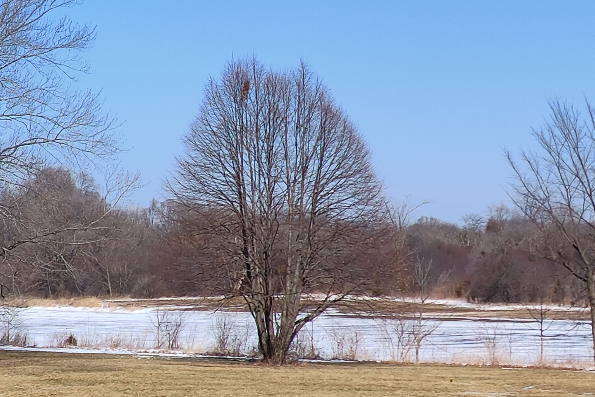 This is a photo sample of a forest taken at 5X zoom with the RedMagic 7.