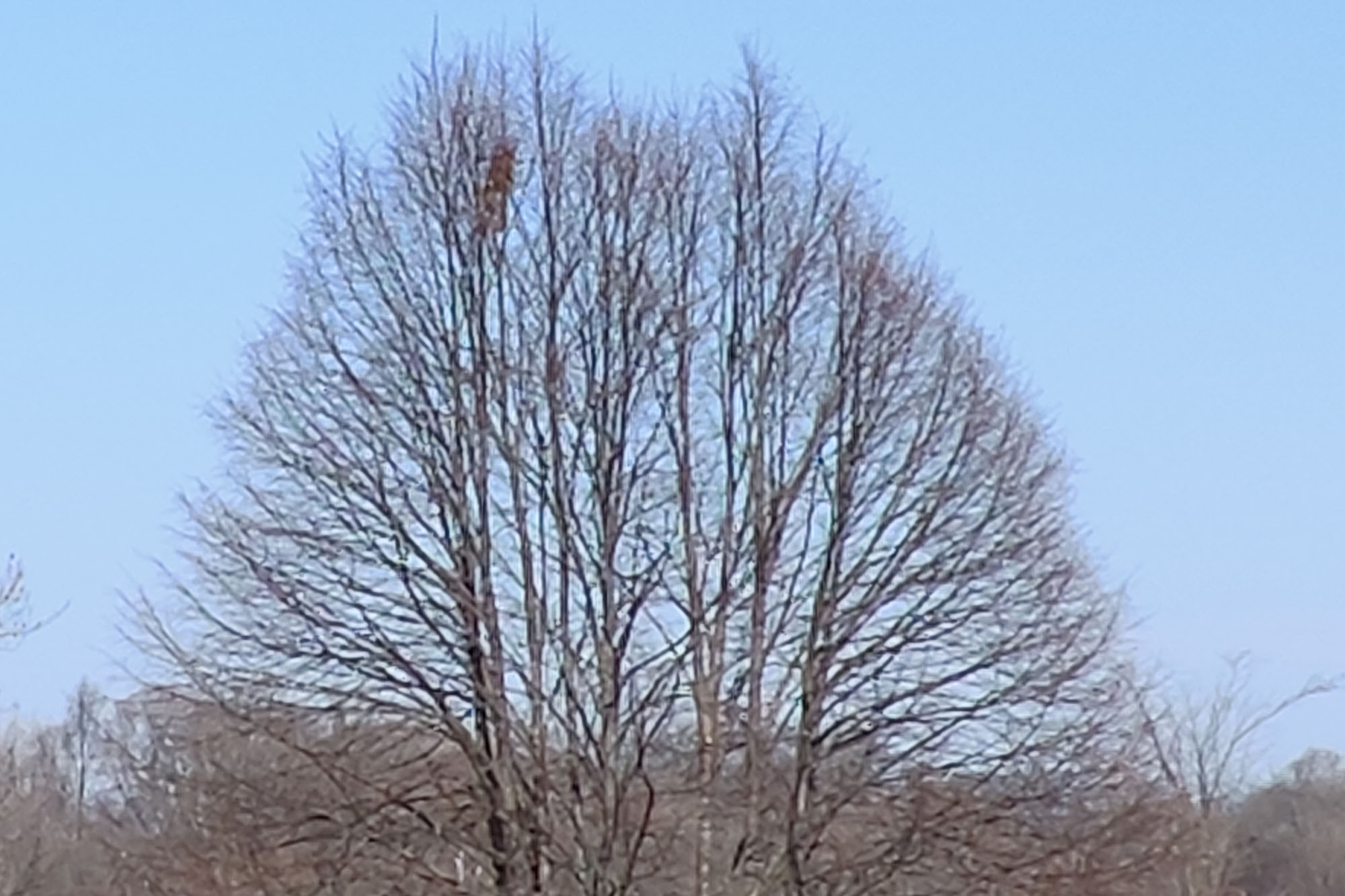 This is a photo sample of a forest taken at 10X zoom with the RedMagic 7.