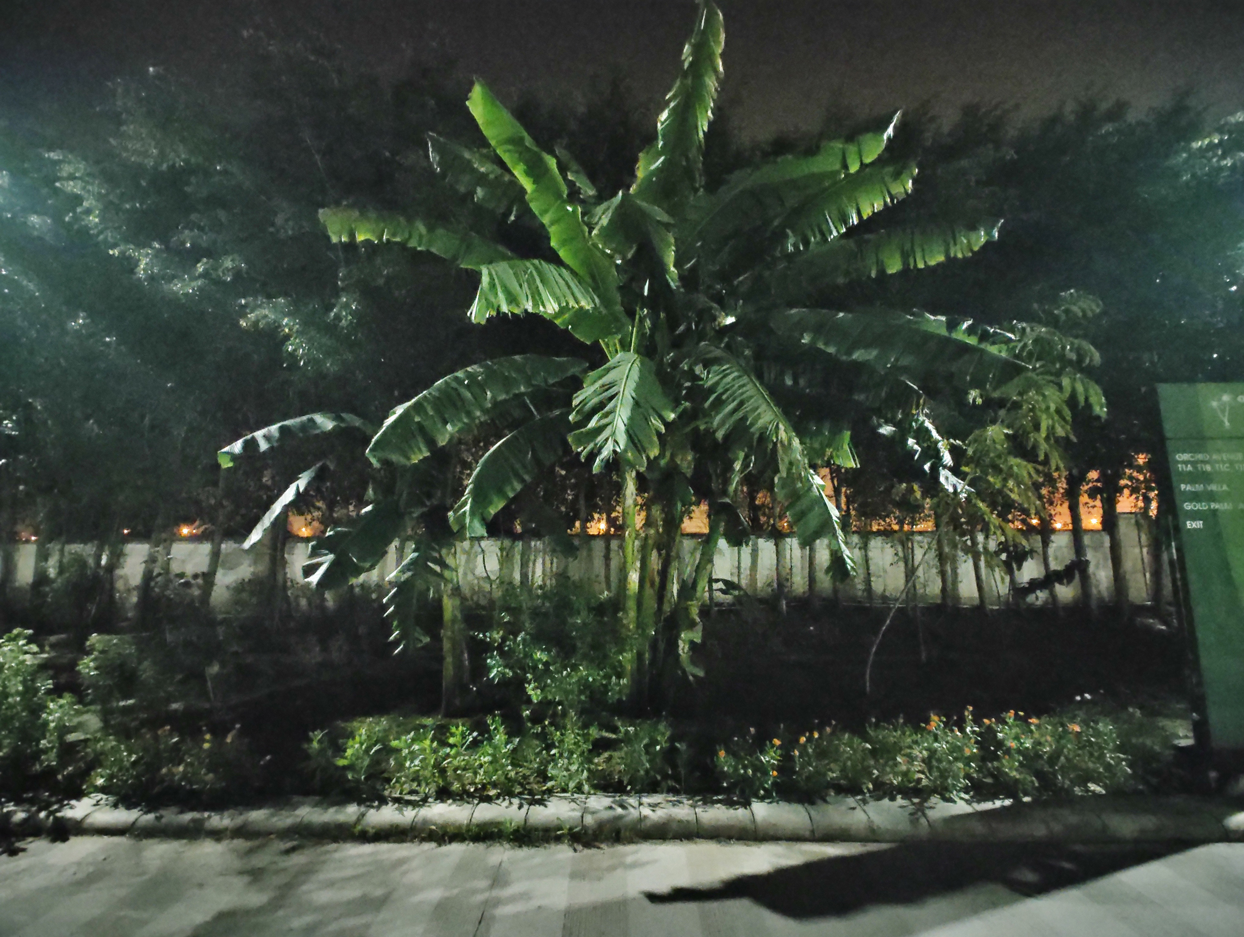 Motorola Edge Plus 2022 camera sample banana tree at night with ultrawide angle camera with night mode.