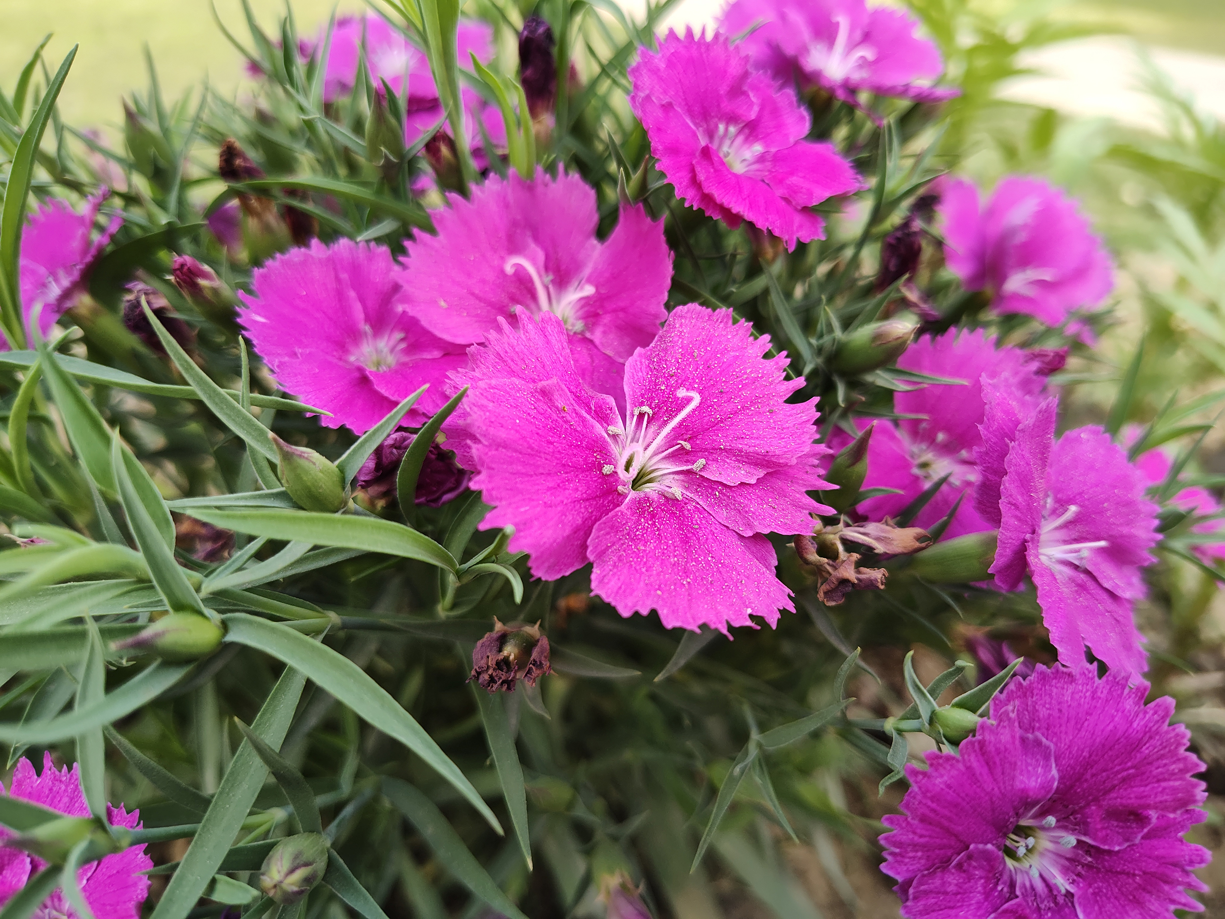 Motorola Edge Plus 2022 with pink flowers.