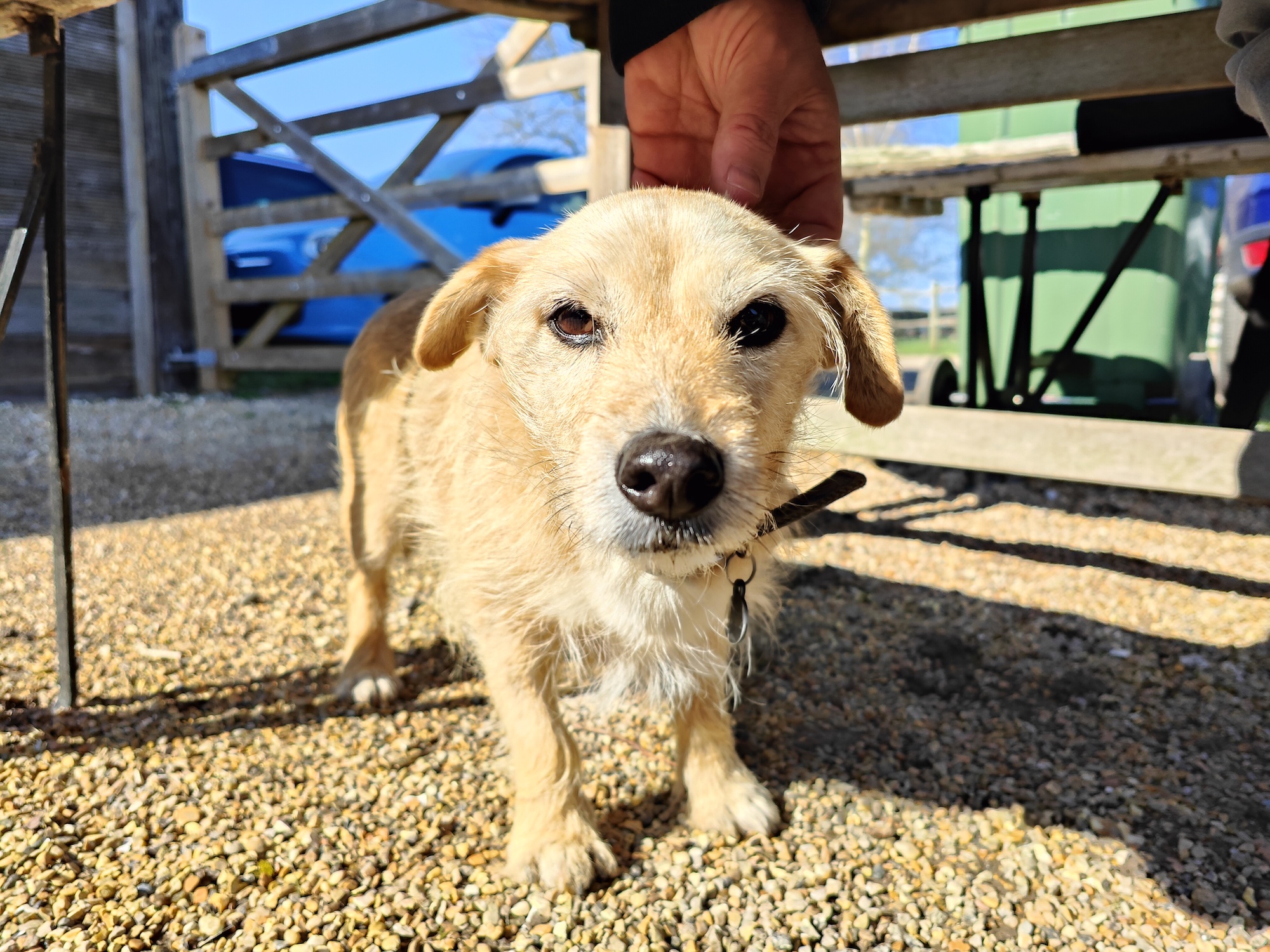 Oppo Find X5 Pro photo of a dog.