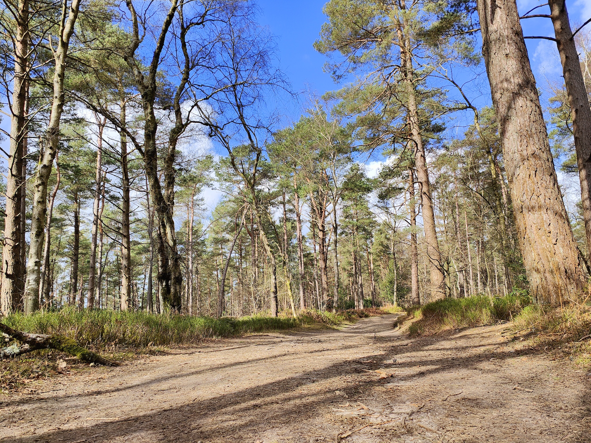 Oppo Find X5 Pro main camera photo of trees.