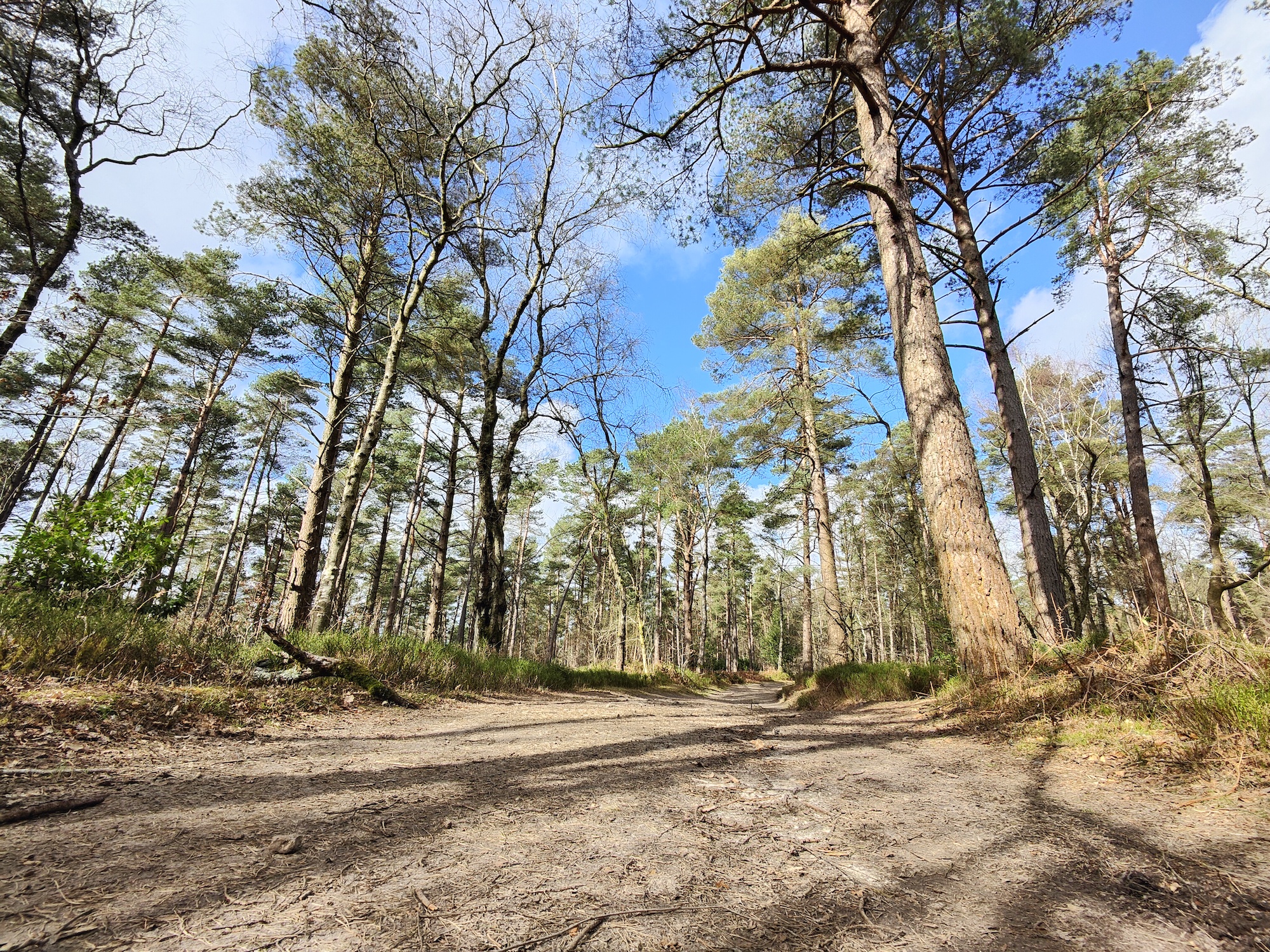 Oppo Find X5 Pro wide-angle photo of trees.