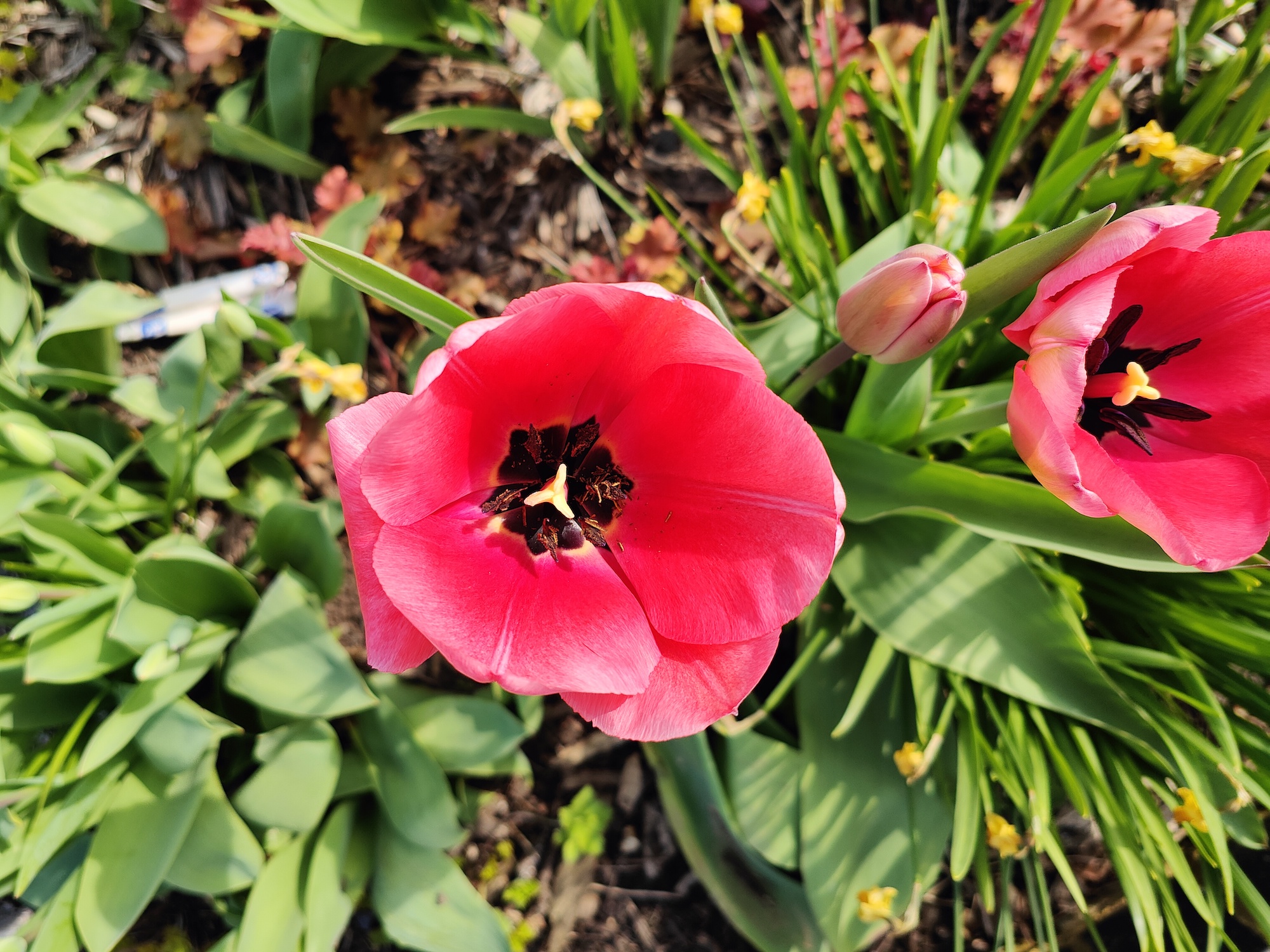 Oppo Find X5 Pro photo of a flower.