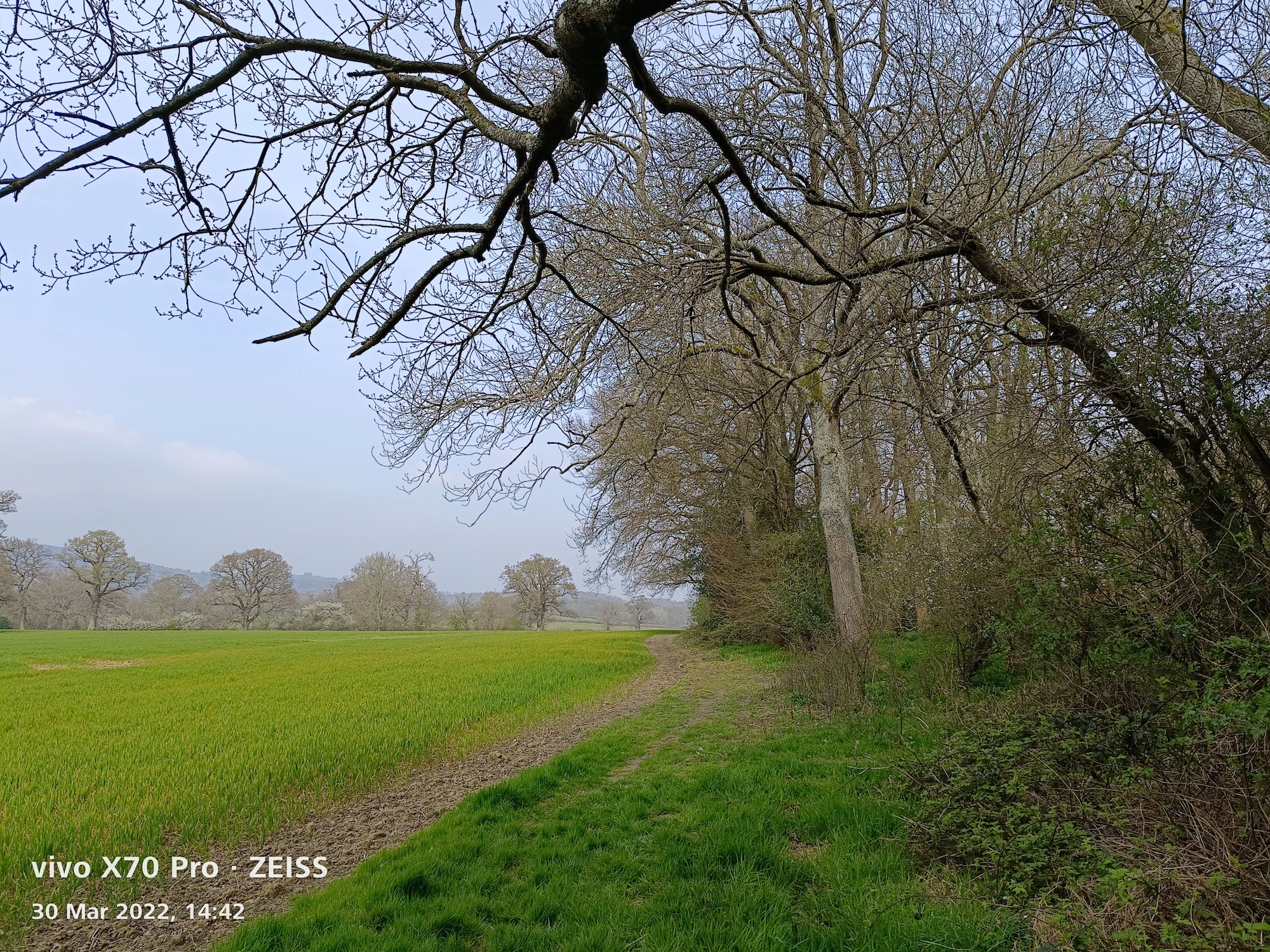 Vivo X70 Pro photo of a field.