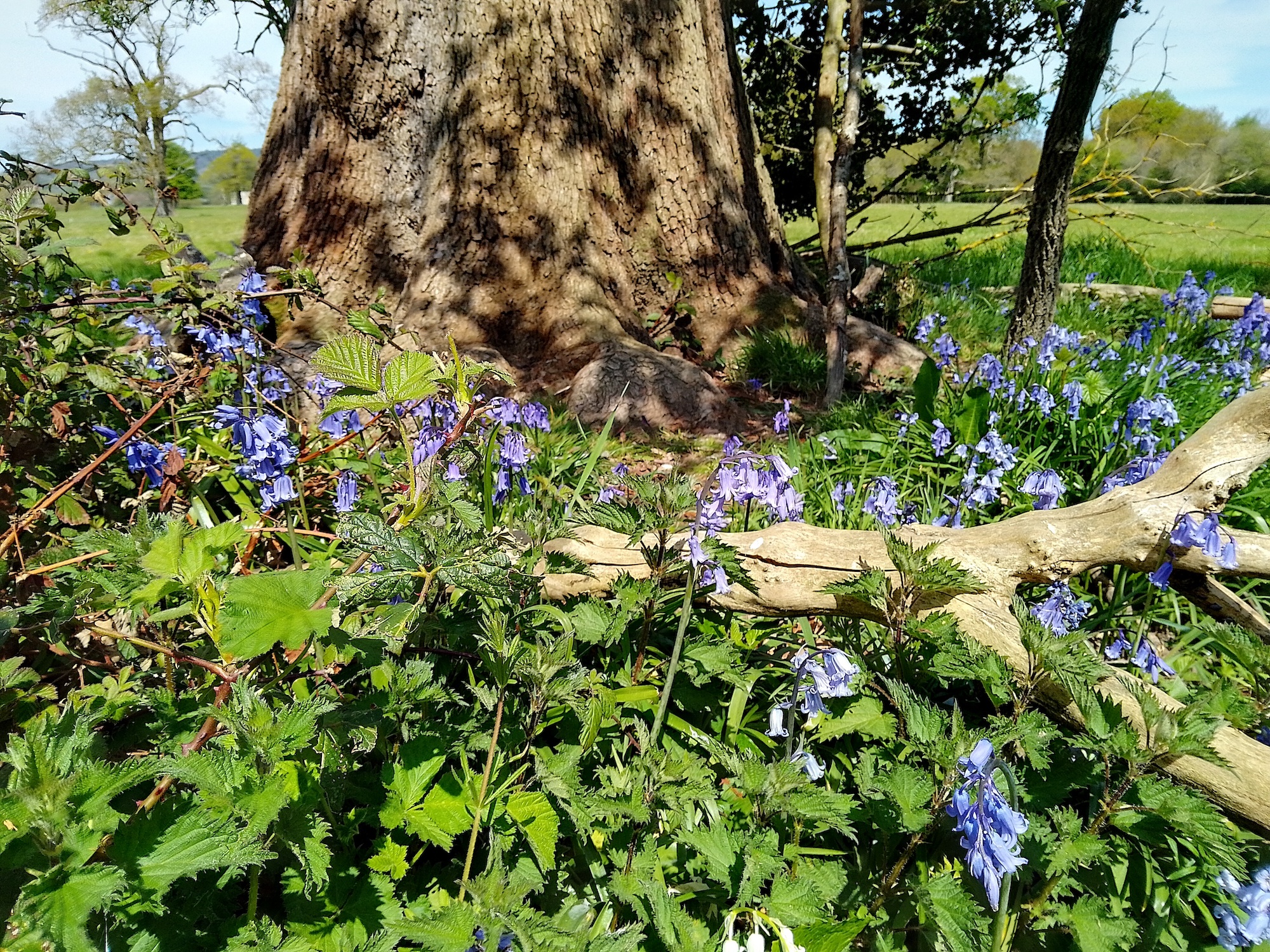 Nokia G11 photo of bluebells.