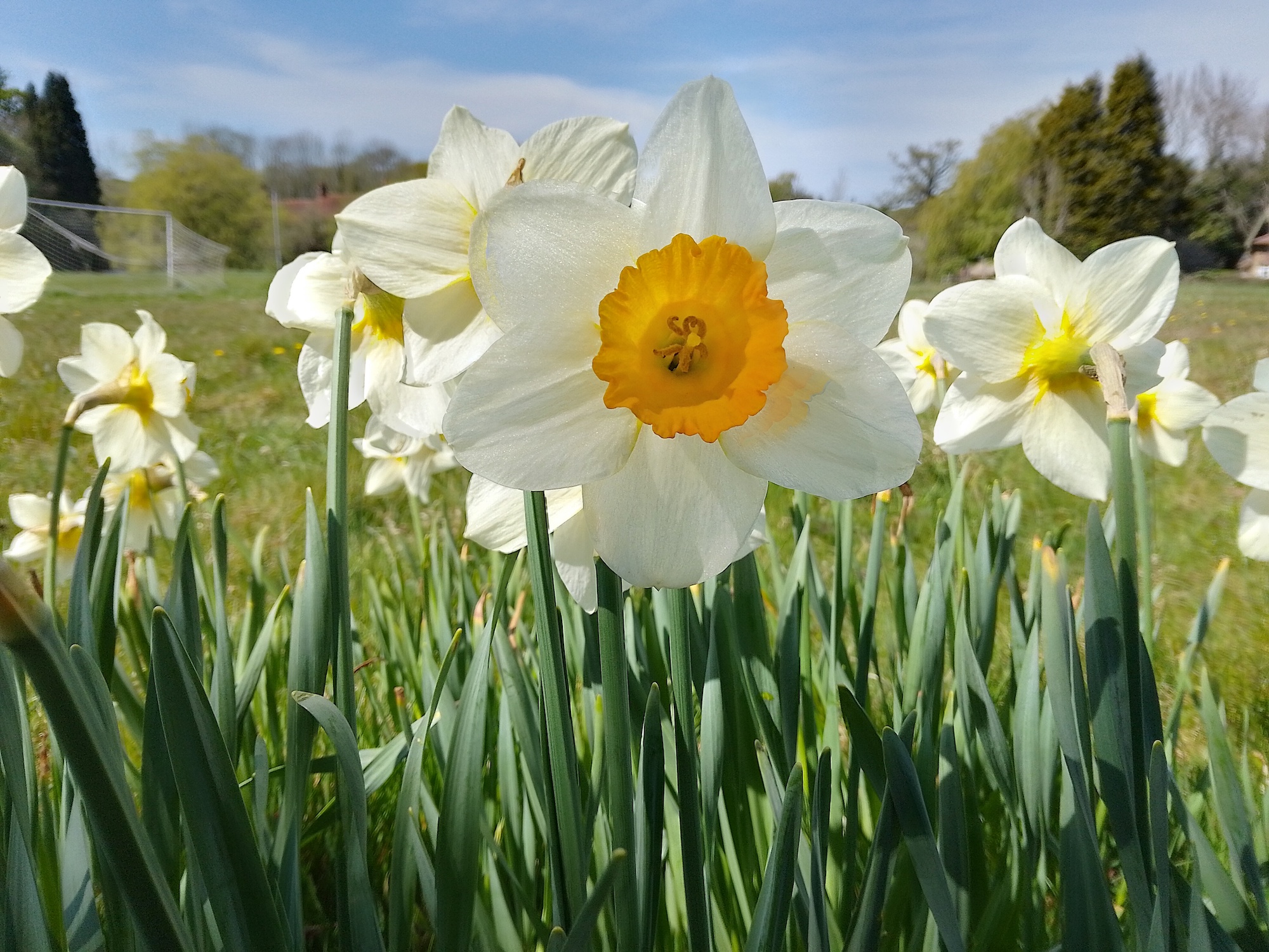 Nokia G11 photo of daffodils.