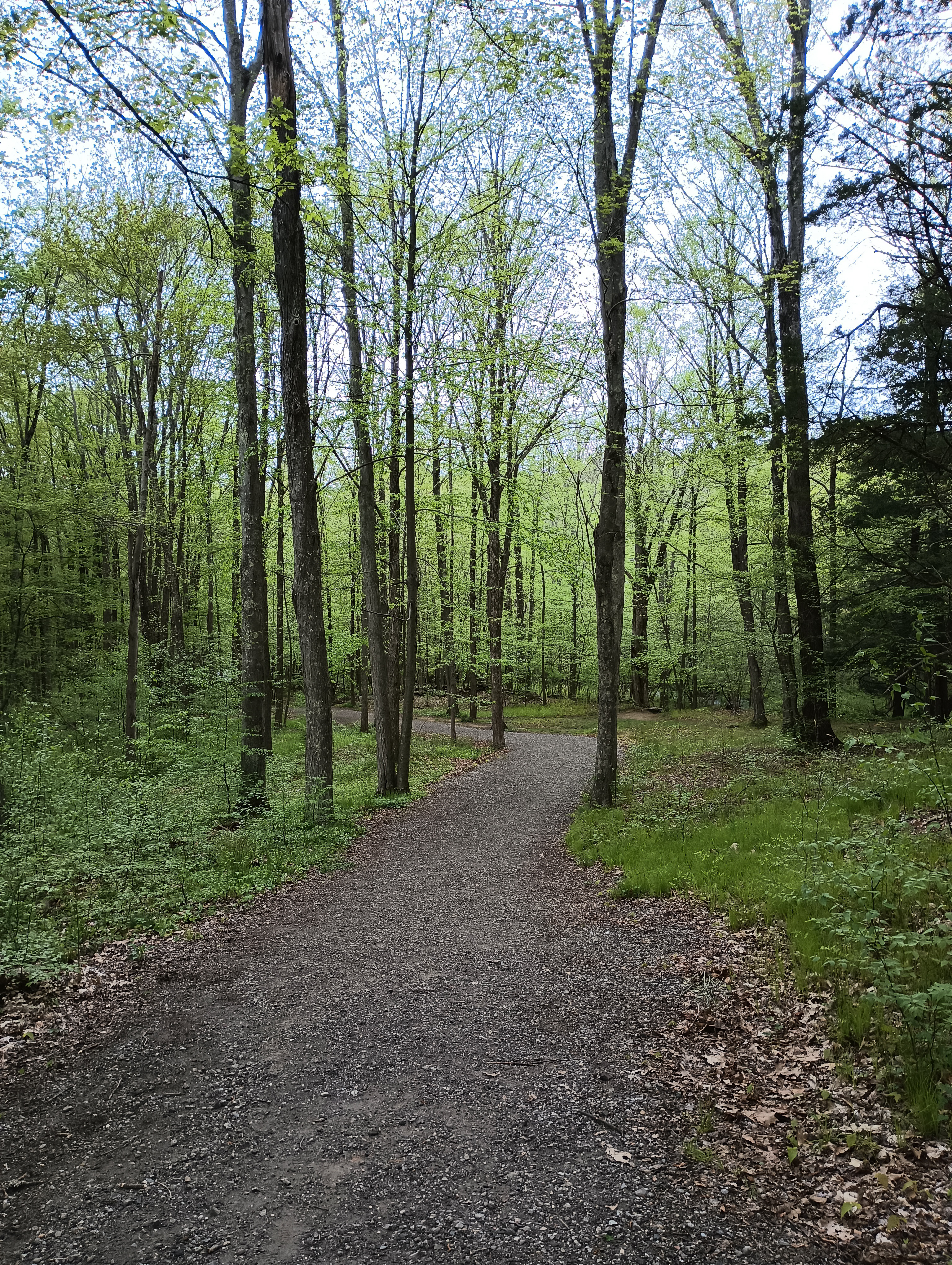 A path going through the woods