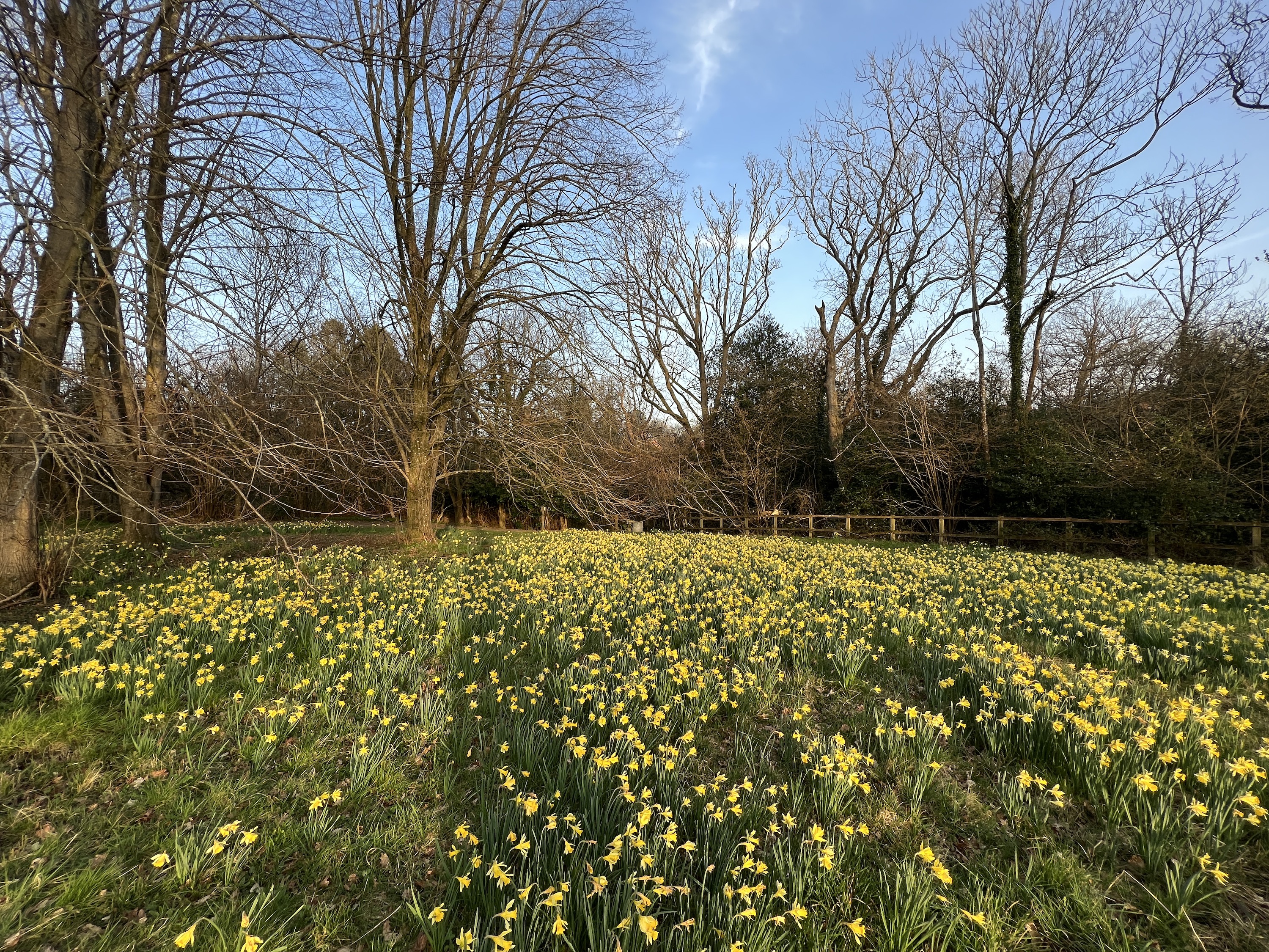 iPhone 13 Pro photo of daffodils, shot using the wide-angle camera.