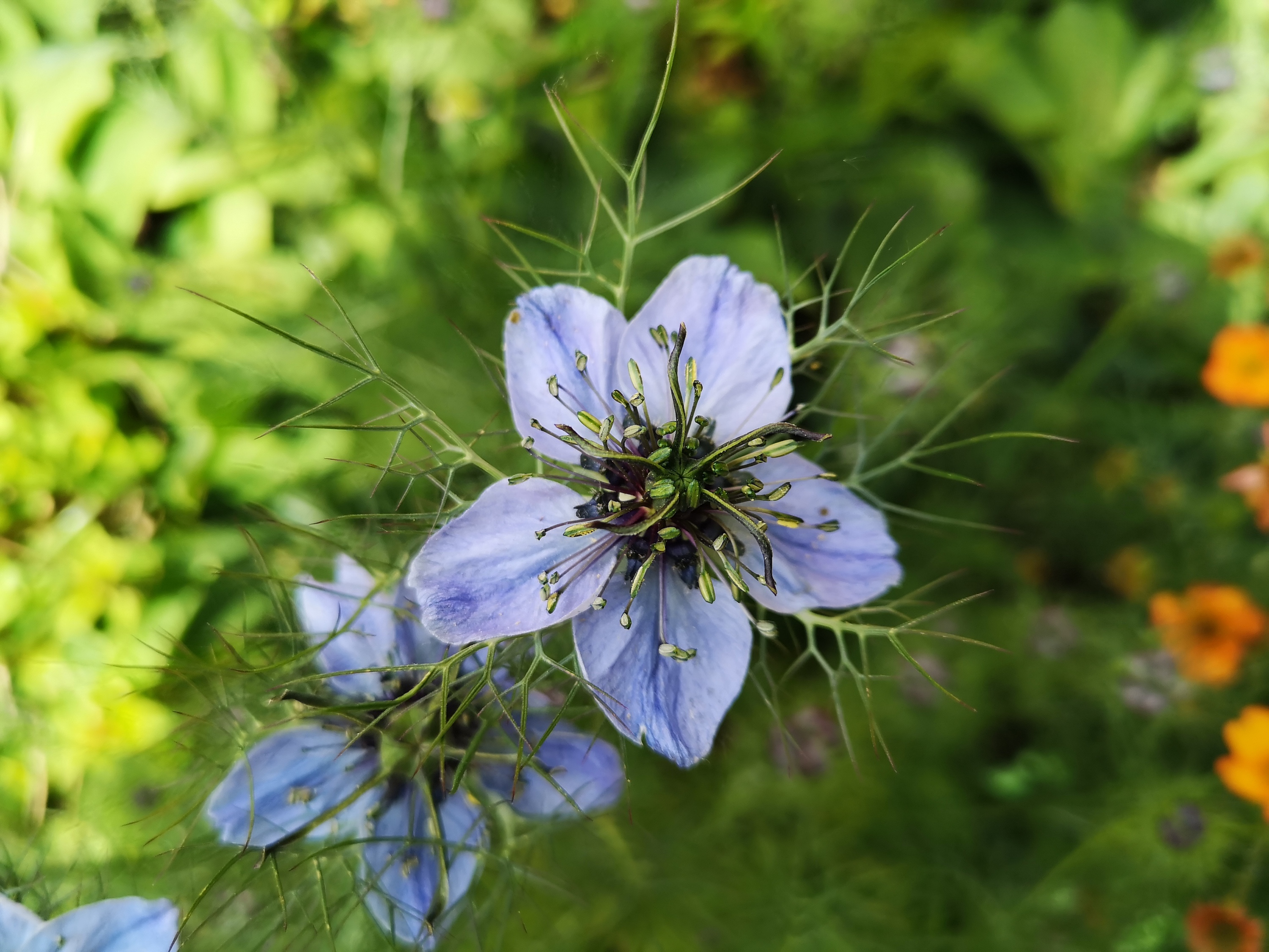 A photo of a flower taken with the Huawei P20 Pro.