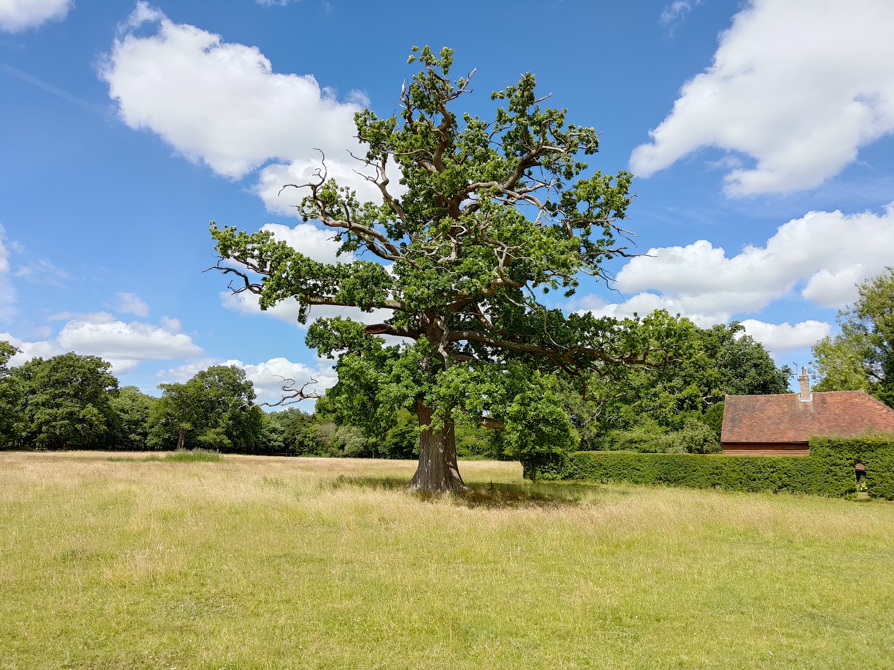 Asus ROG Phone 6 Pro photo of a tree.